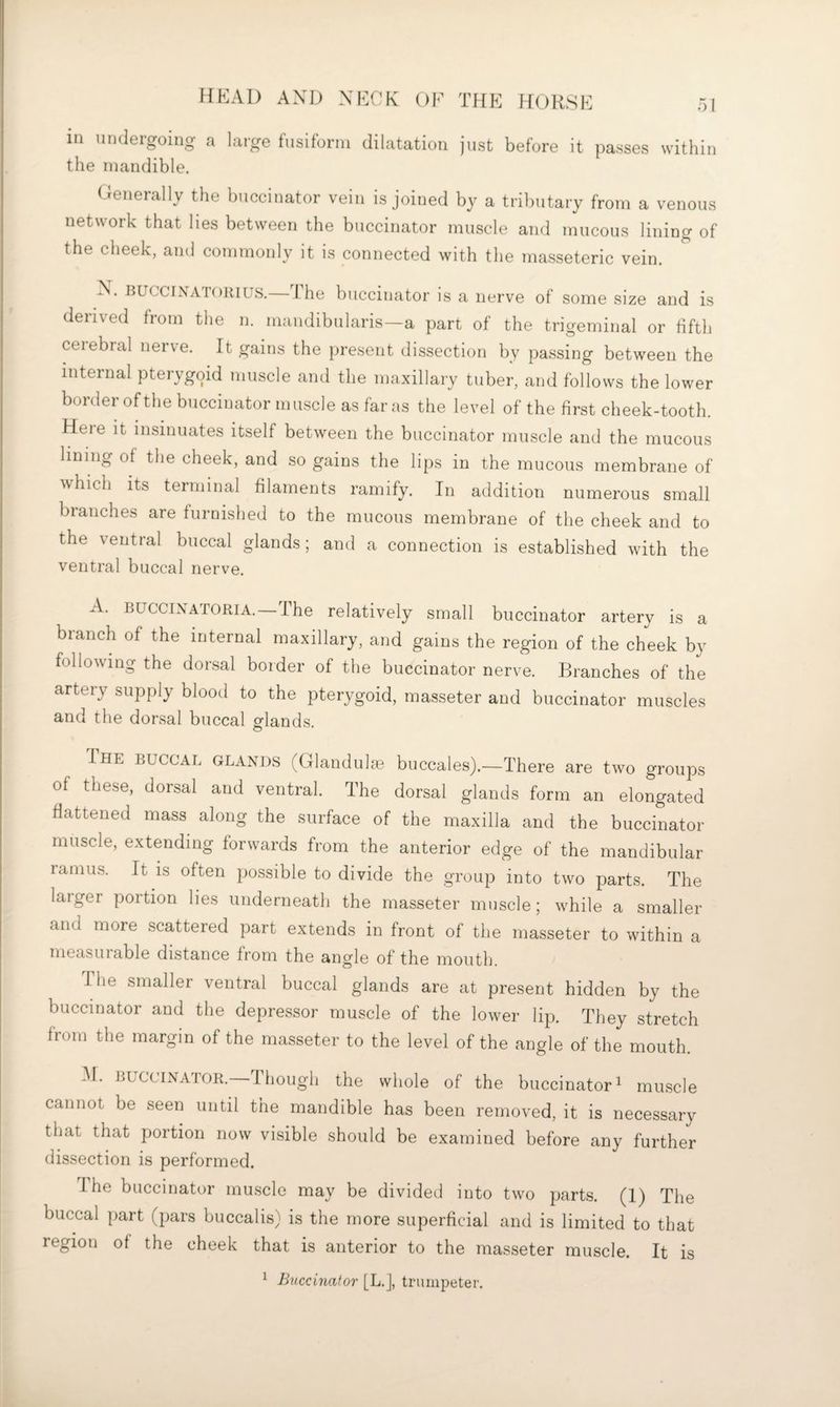 in undergoing a large fusiform dilatation just before it passes within the mandible. Generally the buccinator vein is joined by a tributary from a venous network that lies between the buccinator muscle and mucous lining of the cheek, and commonly it is connected with the masseteric vein. N. BUCCiXAToiiius.—The buccinator is a nerve of some size and is derived from the n. mandibularis—a part of the trigeminal or fifth ceiebral nerve. It gains the present dissection by passing between the internal pterygoid muscle and the maxillary tuber, and follows the lower border of the buccinator muscle as far as the level of the first cheek-tooth. Here it insinuates itself between the buccinator muscle and the mucous lining of the cheek, and so gains the lips in the mucous membrane of which its terminal filaments ramify. In addition numerous small branches are furnished to the mucous membrane of the cheek and to the ventral buccal glands; and a connection is established with the ventral buccal nerve. A. BUCCIXATORIA.—The relatively small buccinator artery is a branch of the internal maxillary, and gains the region of the cheek by following the dorsal border of the buccinator nerve. Branches of the artery supply blood to the pterygoid, masseter and buccinator muscles and the dorsal buccal glands. The buccal glands (Glandulas buccales).—There are two groups of these, dorsal and ventral. The dorsal glands form an elongated flattened mass along the surface of the maxilla and the buccinator muscle, extending forwards from the anterior edge of the mandibular ramus. It is often possible to divide the group into two parts. The larger portion lies underneath the masseter muscle; while a smaller and more scattered part extends in front of the masseter to within a measurable distance from the angle of the mouth. The smaller ventral buccal glands are at present hidden by the buccinator and the depressor muscle of the lower lip. They stretch from the margin of the masseter to the level of the angle of the mouth. -M. BUCCINATOH.—Though the whole of the buccinator' muscle cannot be seen until the mandible has been removed, it is necessary that that portion now visible should be examined before any further dissection is performed. I he buccinator muscle may be divided into two parts. (I) The buccal part (pars buccalis) is the more superficial and is limited to that region of the cheek that is anterior to the masseter muscle. It is ^ Buccinator [L.], trumpeter.