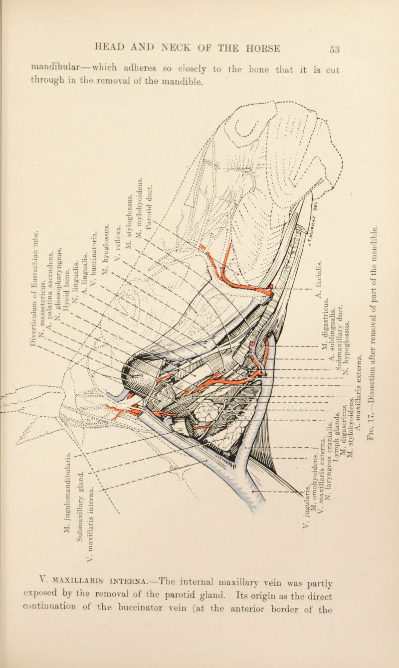 maxillaris ixtkrna.—The internal maxillary vein was partly exposed by the removal of the parotid gland. Its origin as the direct continuation of the buccinator vein (at the anterior border of the IIKAI) AND NECK OF THE HORSE mandibular—which adheres so closely to the bone that it is cut through in the removal of the mandible. / ./ • ..1 . / 'V • ...i . ■ / . •• . ' ; / / t-i; . /--» • . / .i: oj o XI w o 'S) ^.5 rj C ^ C rt cu cn ^ CO be o-C F C • 'o .X ^ h-_’ rt O X