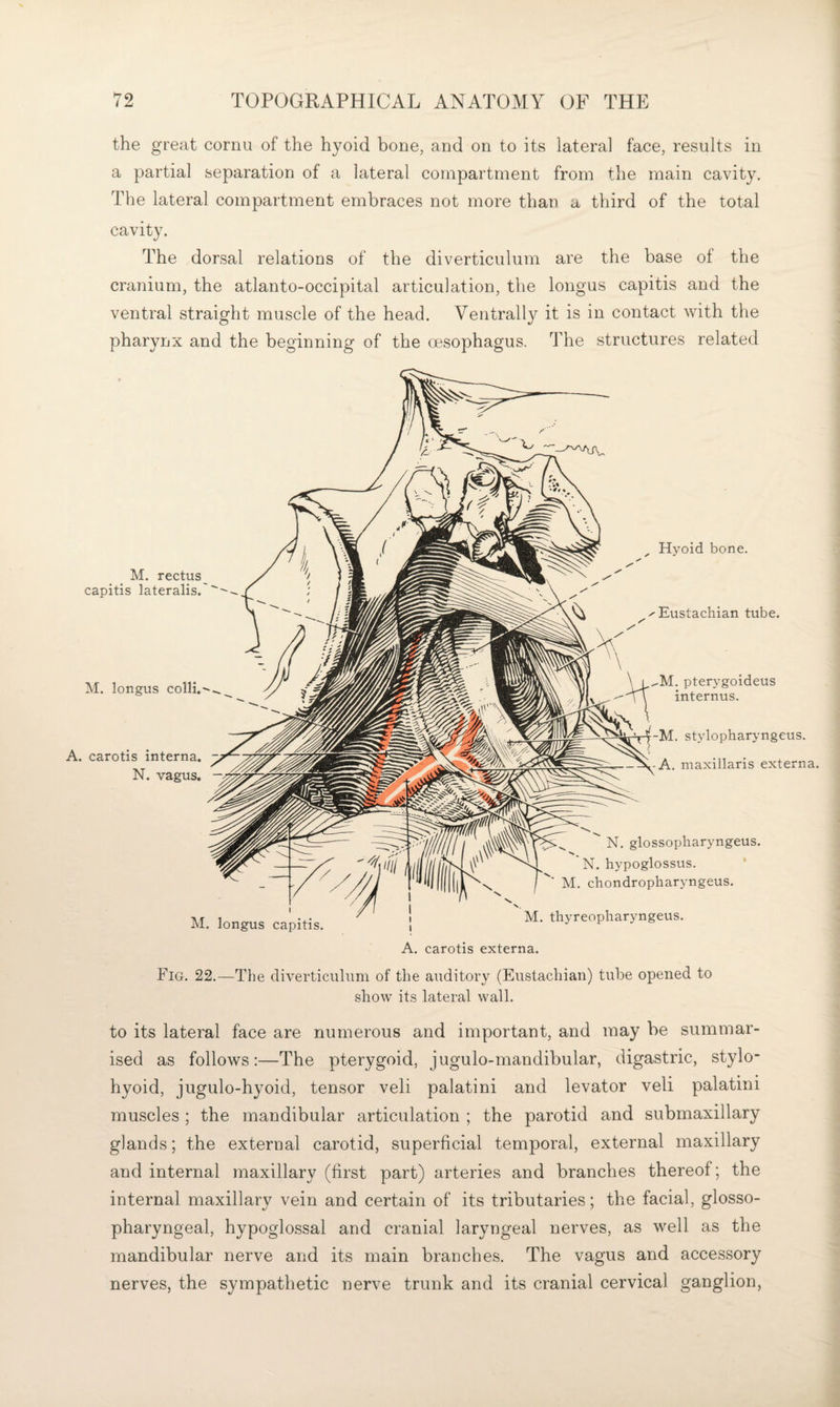 the great cornu of the hyoid bone, and on to its lateral face, results in a partial separation of a lateral compartment from the main cavity. The lateral compartment embraces not more than a third of the total cavity. The dorsal relations of the diverticulum are the base of the cranium, the atlanto-occipital articulation, tlie longus capitis and the ventral straight muscle of the head. Ventrally it is in contact with the pharynx and the beginning of the oesophagus. The structures related Fig. 22.—The diverticulum of the auditory (Eustachian) tube opened to show its lateral wall. to its lateral face are numerous and important, and may be summar¬ ised as follows:—The pterygoid, jugulo-mandibular, digastric, stylo¬ hyoid, jugulo-hyoid, tensor veli palatini and levator veli palatini muscles ; the mandibular articulation ; the parotid and submaxillary glands; the external carotid, superficial temporal, external maxillary and internal maxillary (first part) arteries and branches thereof; the internal maxillary vein and certain of its tributaries ; the facial, glosso¬ pharyngeal, hypoglossal and cranial laryngeal nerves, as well as the mandibular nerve and its main branches. The vagus and accessory nerves, the sympathetic nerve trunk and its cranial cervical ganglion.