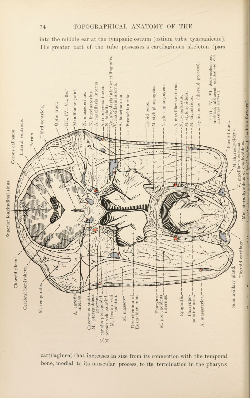 Superior longitudinal sinus. into the middle ear at the tympanic ostium (ostium tuba^ tympanicum). The greater part of the tube possesses a cartilaginous skeleton (pars cartilaginea) that increases in size from its connection with the temporal bone, medial to its muscular process, to its termination in the pharynx
