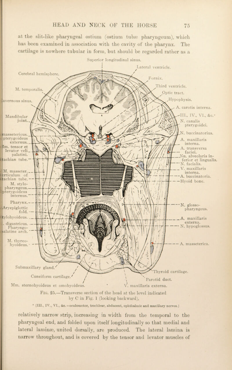 at the slit-like pharyngeal ostium (ostium tubm pharyiigeum), which has been examined in association with the cavity of the pharynx. The cartilage is nowhere tubular in form, but should be regarded rather as a Superior longitudinal sinus. Lateral ventricle. Cerebral hemisphere. Fornix. M. tem])oralis. Third ventricle. avcrnous sinus. Mandilnilar joint. piassetericus. pterygoideus externus. Im. tensor et levator veli_ palatini. achian tube. M. masseter_ jrticulum of lachian tube. — M. stvlo- [i! pharyngeus.- lijpterygoideus i ^ylohyoideus._ internus. Pharynx.— rvepiglottic fold. - . digastricus. ■ — Pharyngo- alatine arch. ■ M. thvreo- hyoideus.' ' Optic tract. Hypophysis. A. carotis interna. III., IV., VL, &c.^ N. canalis pterygoidei. N. buccinatorius. A. niaxillaris _ interna. A. transversa faciei. _Nn. alveolaris in¬ ferior et lingualis. N. facialis. _ V. niaxillaris interna. — A. buccinatoria. -Hyoid bone. — N. glosso- pharyngeus. _A. maxillaris externa. -N. hypoglossus. A. masseterica. Submaxillary gland. Cuneiform cartilage.^ 'Thyroid cartilage. Parotid duct. Mm. sternohyoideus et omohyoideus. ‘ V. niaxillaris externa. Fig. 25.—Transverse section of the head at the level indicated by C in Fi^o 1 (looking backward). * [III., IV., VI., (ic. = oculomotor, trochlear, abducent, ophthalmic and maxillary nerves.] relatively narrow strip, increasing in width from the temporal to the phar3^ngeal end, and folded upon itself longitudinally so that medial and lateral lamime, united dorsally, are produced. The lateral lamina is narrow throughout, and is covered bv the tensor and levator muscles of I i