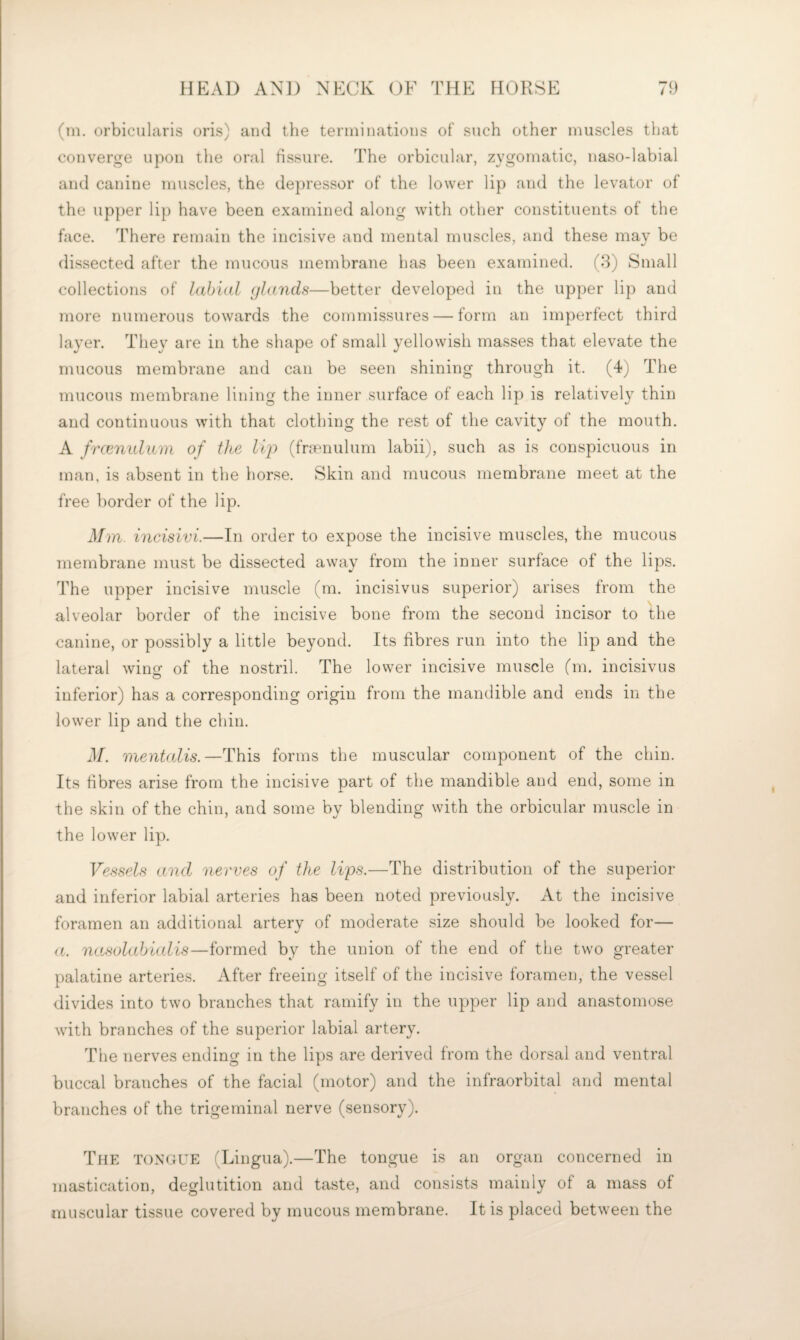(in. orbicularis oris) ami the terminations of such other muscles that converge upon the oral fissure. The orbicular, zygomatic, naso-labial and canine muscles, the depressor of the lower lip and the levator of the upper lip have been examined along with other constituents of the face. There remain the incisive and mental muscles, and these may be dissected after the mucous membrane has been examined. (3) Small collections of labial (jlands—better developed in the upper lip and more numerous towards the commissures — form an imperfect third layer. They are in the shape of small yellowish masses that elevate the mucous membrane and can be seen shining through it. (4) The mucous membrane lining the inner surface of each lip is relatively thin and continuous with that clothing the rest of the cavity of the mouth. A frcenulum of the lip (frmnulum labii), such as is conspicuous in man, is absent in the horse. Skin and mucous membrane meet at the free border of the lip. Mm. incisivi.—In order to expose the incisive muscles, the mucous membrane must be dissected away from the inner surface of the lips. The upper incisive muscle (m. incisivus superior) arises from the alveolar border of the incisive bone from the second incisor to the canine, or possibly a little beyond. Its fibres run into the lip and the lateral wimr of the nostril. The lovver incisive muscle (m. incisivus inferior) has a corresponding origin from the mandible and ends in the lower lip and the chin. M. mentalis.—This forms the muscular component of the chin. Its fibres arise from the incisive part of the mandible and end, some in the skin of the chin, and some by blending with the orbicular muscle in the lower lip. Vessels and nerves of the lips.—The distribution of the superior and inferior labial arteries has been noted previously. At the incisive foramen an additional artery of moderate size should be looked for— a. nasolahialis—formed by the union of the end of the two greater palatine arteries. After freeing itself of the incisive foramen, the vessel divides into two branches that ramify in the upper lip and anastomose with branches of the superior labial artery. The nerves ending in the lips are derived from the dorsal and ventral buccal branches of the facial (motor) and the infraorbital and mental branches of the trigeminal nerve (sensory). TiiE TONGUE (Lingua).—The tongue is an organ concerned in mastication, deglutition and taste, and consists mainly of a mass of muscular tissue covered by mucous membrane. It is placed between the