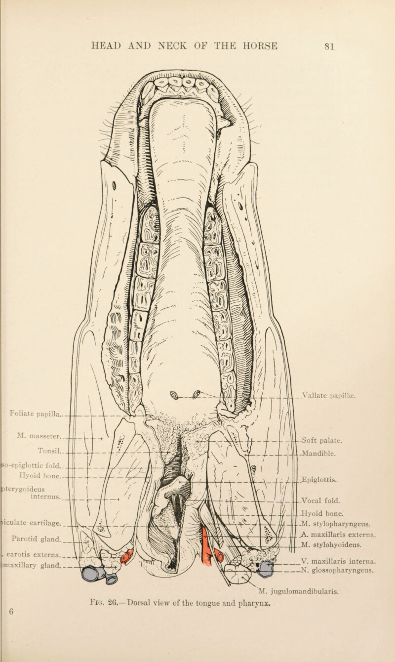 Foliate papilla..- M. niasseter. Tonsil, so-epiglottic fold. Hyoid hone. [[)terygoideus internus. liculate cartilage. Parotid gland. carotis externa. )niaxillary gland. .Vallate papilk -Soft palate. -Mandible. .Epiglottis. l4--Vocal fold, .Flyoid bone. -.-M. stylopharyngeus. .A. maxillaris externa. _M. stylohyoideus. _V. maxillaris interna. —N. glossopharyngeus. () M. jugulomandibularis. Fig. 26.—Dorsal view of the tongue and pharynx.