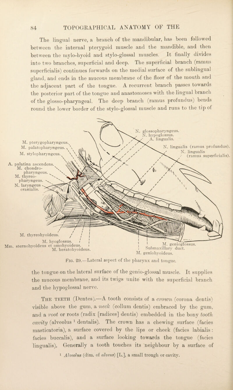 The Unequal nerve, a branch of the mandibular, has been followed between the internal pterygoid muscle and the mandible, and then between the mylo-hyoid and stylo-glossal muscles. It finally divides into two branches, superficial and deep. The superficial branch (ramus superficialis) continues forwards on the medial surface of the sublingual o;land, and ends in the mucous membrane of the floor of the mouth and the adjacent part of the tongue. A recurrent branch passes towards the posterior part of the tongue and anastomoses with the lingual branch of the glosso-pharyngeal. The deep branch (ramus profundus) bends round the lower border of the stylo-glossal muscle and runs to the tip of the tongue on the lateral surface of the genio-glossal muscle. It supplies the mucous membrane, and its twigs unite with the superficial branch and the hypoglossal nerve. The teeth (Dentes).—A tooth consists of a crown (corona dentis) visible above the gum, a neck (collum dentis) embraced by the gum, and a root or roots (radix [radices] dentis) embedded in the bony tooth cavity (alveolus ^ dentalis). The crown has a chewing surface (facies masticatoria), a surface covered by the lips or cheek (facies labialis : facies buccalis), and a surface looking towards the tongue (facies lingualis). Generally a tooth touches its neighbour by a surface of 1 Alveolus (dim. of alveus) [L.], a small trough or cavity.