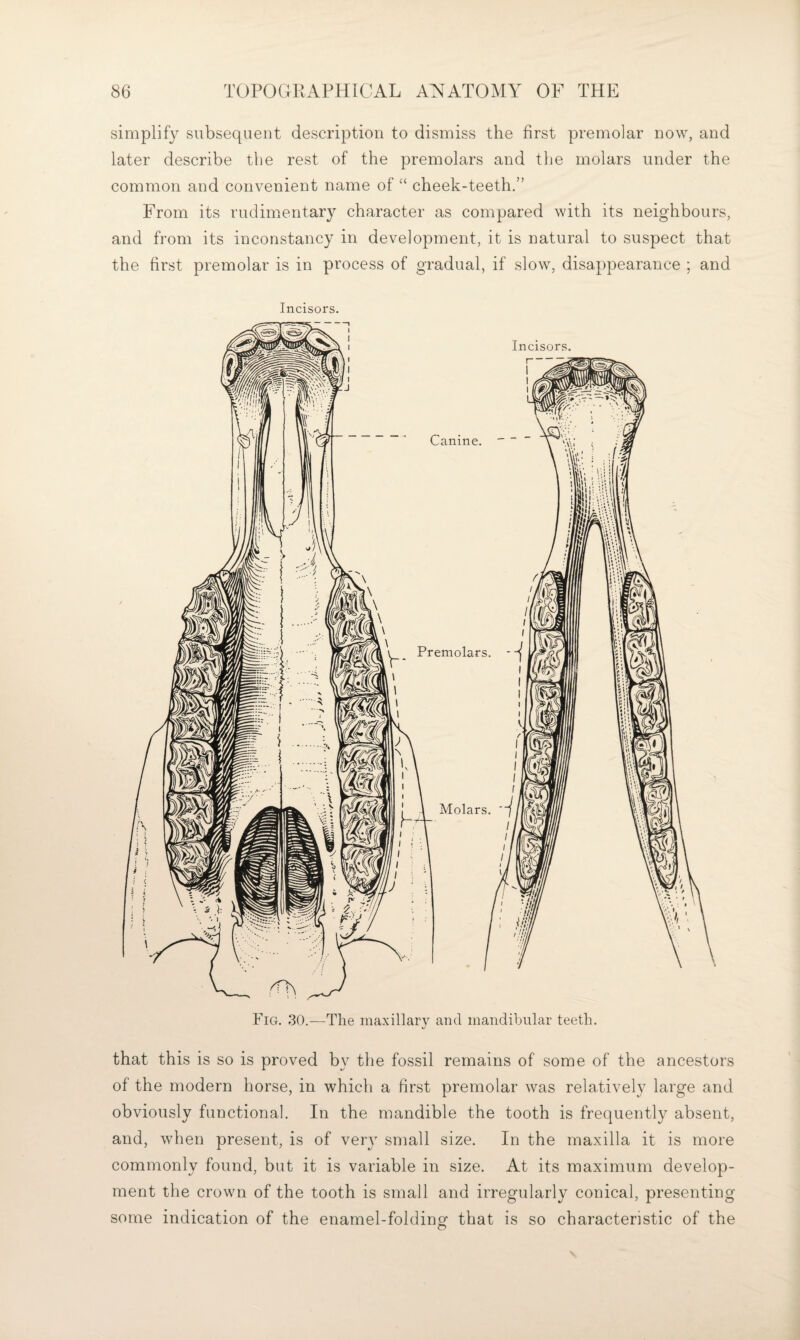simplify subsequent description to dismiss the first premolar now, and later describe the rest of the premolars and the molars under the common and convenient name of “ cheek-teeth.” From its rudimentary character as compared with its neighbours, and from its inconstancy in development, it is natural to suspect that the first premolar is in process of gradual, if slow, disappearance ; and Incisors. Fig. 30.—The maxillary and mandibular teeth. that this is so is proved by the fossil remains of some of the ancestors of the modern horse, in which a first premolar was relatively large and obviously functional. In the mandible the tooth is frequently absent, and, when present, is of very small size. In the maxilla it is more commonly found, but it is variable in size. At its maximum develop¬ ment the crown of the tooth is small and irregularly conical, presenting some indication of the enamel-foldinof that is so characteristic of the O