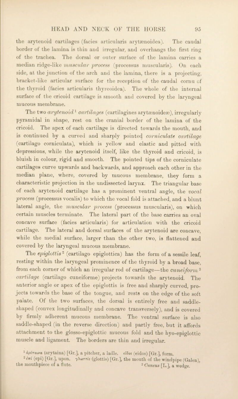 the arytenoid cartilages (facies articularis arytcCnoidea). The caudal border of the lamina is thin and irregular, and overhangs the first ring of the trachea. The dorsal or outer surface of the lamina carries a median ridge-like miiscidav 'process (processus muscularis). On each side, at the junction of the arch and the lamina, there is a projecting, bracket-like articular surface for the reception of the caudal cornu of the thyroid (facies articularis thyreoidea). Tiie whole of the internal surface of the cricoid cartilage is smooth and covered by the laryngeal mucous membrane. The two arytenoid^ cartilages (cartilagines arytsenoideae), irregularly pyramidal in shape, rest on the cranial border of the lamina of the cricoid. The apex of each cartilage is directed towards the mouth, and is continued by a curved and sharply pointed corniculate cartilage (cartilage corniculata), which is yellow and elastic and pitted with depressions, while the arytenoid itself, like the thyroid and cricoid, is bluish in colour, rigid and smooth. The pointed tips of the corniculate cartilages curve upwards and backwards, and approach each other in the median plane, where, covered by mucous membrane, they form a characteristic projection in the undissected larynx. The triangular base of each arytenoid cartilage has a prominent ventral angle, the vocal process (processus vocalis) to which the vocal fold is attached, and a blunt lateral angle, the muscular jyrocess (processus muscularis), on which certain muscles terminate. The lateral part of the base carries an oval concave surface (facies articularis) for articulation with the cricoid cartilage. The lateral and dorsal surfaces of the arytenoid are concave, while the medial surface, larger than the other two, is flattened and covered by the laryngeal mucous membrane. The epiglottis ^ (cartilage epiglottica) has the form of a sessile leaf, resting within the laryngeal prominence of the thyroid by a broad base, from each corner of which an irregular rod of cartilage—the cuneiform^ cartilage (cartilage cuneiforme) projects towards the arytenoid. The anterior angle or apex of the epiglottis is free and sharply curved, pro¬ jects towards the base of the tongue, and rests on the edge of the soft palate. Of the two surfaces, the dorsal is entirely free and saddle- shaped (convex longitudinally and concave transversely), and is covered by firmly adherent mucous membrane. The ventral surface is also saddle-shaped (in the reverse direction) and partly free, but it affords attachment to the glosso-epiglottic mucous fold and the hyo-epiglottic muscle and ligament. The borders are thin and irregular. 1 apvTaiva (arytaiiia) [Gr.], a pitcher, a ladle, etoos (eidos) [Gr.], form. (epi) [Gr.], upon. yXuTTis (glottis) [Gr.], the mouth of the windpipe (Galen), the mouthpiece of a flute. 3 Cuneus [L.], a wedge.