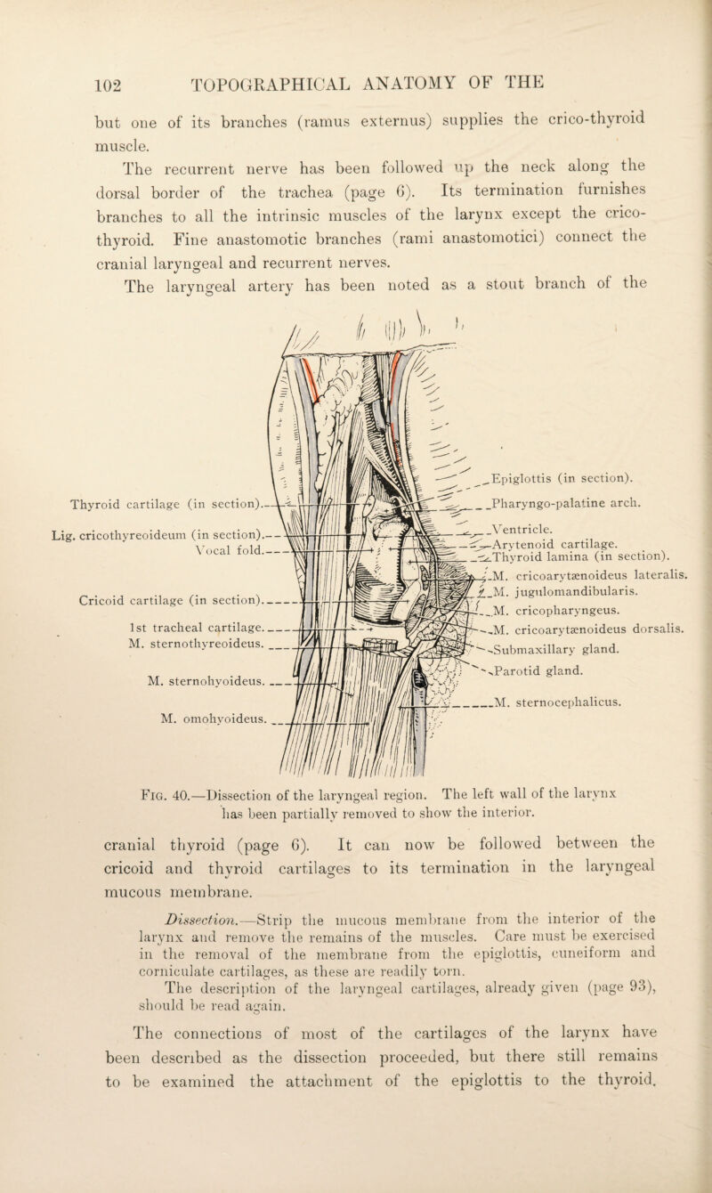 but one of its branches (ramus externus) supplies the crico-thyroid muscle. The recurrent nerve has been followed up the neck along the dorsal border of the trachea (page 6). Its termination furnishes branches to all the intrinsic muscles of the larynx except the crico¬ thyroid. Fine anastomotic branches (rami anastomotici) connect the cranial laryngeal and recurrent nerves. The laryngeal artery has been noted as a stout branch of the ii l|)); V Thyroid cartilage (in section).- Lig. cricothyreoideum (in section). \'ocal fold. Cricoid cartilage (in section)- 1st tracheal cartilage. M. sternothvreoideus. M. sternohvoideus._ M. omohvoideus. ^Epiglottis (in section). _Pharyngo-palatine arch. _Ventricle. _c^(^Arytenoid cartilage. _t:k.Thyroid lamina (in section). -M. cricoarytsenoideus lateralis. il_M. jugulomandibularis. __M. cricopharyngeus. ,M. cricoarytsenoideus dorsalis. ''Submaxillary gland. >Parotid gland. _M. sternocephalicus. Fig. 40.—Dissection of the laryngeal region. The left wall of the larynx lias been partially removed to show the interior. cranial thyroid (page 6). It can now be followed between the cricoid and thyroid cartilages to its termination in the laryngeal mucous membrane. Dissection.—Strip the inucoas menibiane from the interior of the larynx and remove the remains of the muscles. Care must be exercised in the removal of the membrane from tlie epiglottis, cuneiform and corniculate cartilages, as these are readily torn. The description of the laryngeal cartilages, already given (page 93), should lie read again. The connections of most of the cartilages of the larynx have been described as the dissection proceeded, but there still remains to be examined the attachment of the epiglottis to the thyroid.