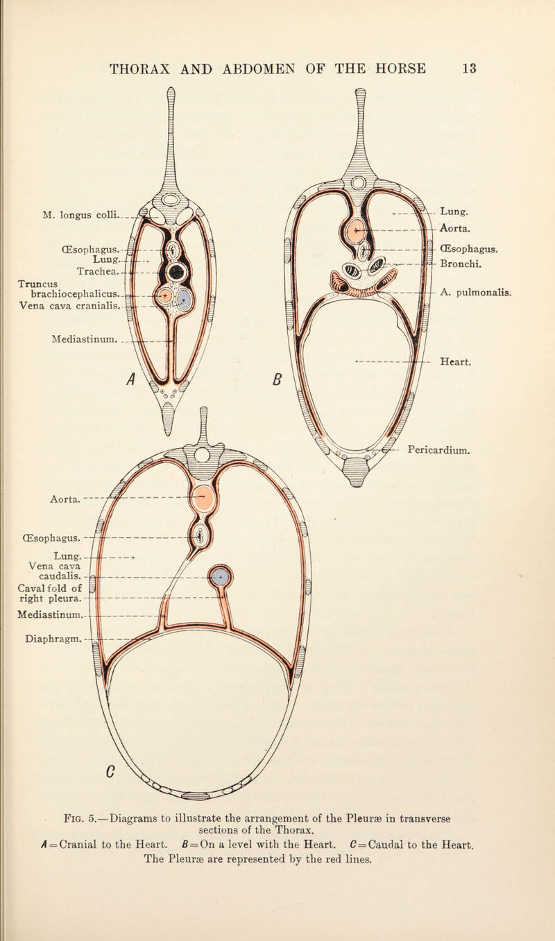 M. longus colli.-_ (Esophagus. Lung. Trachea. Truncus brachiocephalicus. Vena cava cranialis. Mediastinum. _ Aorta.- (Esophagus. - Lung. - Vena cava caudalis. - Caval fold of right pleura. Mediastinum. Diaphragm. (Esophagus. Bronchi. A. pulmonalis. - Heart. Pericardium. Fig. 5.—Diagrams to illustrate the arrangement of the Pleurse in transverse sections of the Thorax. A = Cranial to the Heart. B — On a level with the Heart. C — Caudal to the Heart. The Pleurse are represented by the red lines.