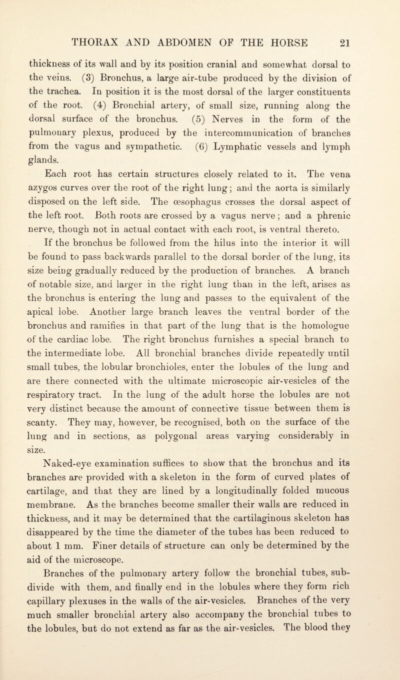 thickness of its wall and by its position cranial and somewhat dorsal to the veins. (3) Bronchus, a large air-tube produced by the division of the trachea. In position it is the most dorsal of the larger constituents of the root. (4) Bronchial artery, of small size, running along the dorsal surface of the bronchus. (5) Nerves in the form of the pulmonary plexus, produced by the intercommunication of branches from the vagus and sympathetic. (6) Lymphatic vessels and lymph glands. Each root has certain structures closely related to it. The vena azygos curves over the root of the right lung; and the aorta is similarly disposed on the left side. The oesophagus crosses the dorsal aspect of the left root. Both roots are crossed by a vagus nerve; and a phrenic nerve, though not in actual contact with each root, is ventral thereto. If the bronchus be followed from the hilus into the interior it will be found to pass backwards parallel to the dorsal border of the lung, its size being gradually reduced by the production of branches. A branch of notable size, and larger in the right lung than in the left, arises as the bronchus is entering the lung and passes to the equivalent of the apical lobe. Another large branch leaves the ventral border of the bronchus and ramifies in that part of the lung that is the homologue of the cardiac lobe. The right bronchus furnishes a special branch to the intermediate lobe. All bronchial branches divide repeatedly until small tubes, the lobular bronchioles, enter the lobules of the lung and are there connected with the ultimate microscopic air-vesicles of the respiratory tract. In the lung of the adult horse the lobules are not very distinct because the amount of connective tissue between them is scanty. They may, however, be recognised, both on the surface of the lung and in sections, as polygonal areas varying considerably in size. Naked-eye examination suffices to show that the bronchus and its branches are provided with a skeleton in the form of curved plates of cartilage, and that they are lined by a longitudinally folded mucous membrane. As the branches become smaller their walls are reduced in thickness, and it may be determined that the cartilaginous skeleton has disappeared by the time the diameter of the tubes has been reduced to about 1 mm. Finer details of structure can only be determined by the aid of the microscope. Branches of the pulmonary artery follow the bronchial tubes, sub¬ divide with them, and finally end in the lobules where they form rich capillary plexuses in the walls of the air-vesicles. Branches of the very much smaller bronchial artery also accompany the bronchial tubes to the lobules, but do not extend as far as the air-vesicles. The blood they