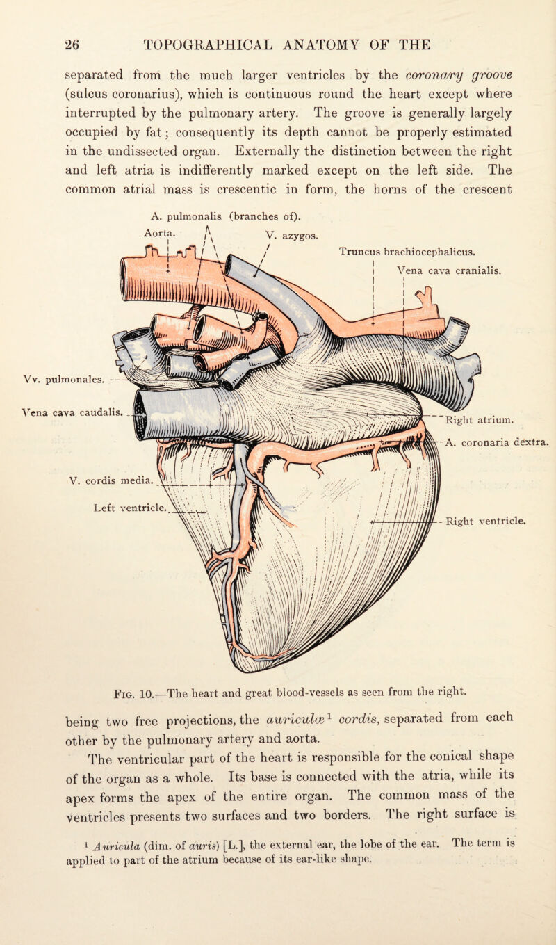 separated from the much larger ventricles by the coronary groove (sulcus coronarius), which is continuous round the heart except where interrupted by the pulmonary artery. The groove is generally largely occupied by fat; consequently its depth cannot be properly estimated in the undissected organ. Externally the distinction between the right and left atria is indifferently marked except on the left side. The common atrial mass is crescentic in form, the horns of the crescent A. pulmonalis (branches of). Fig. 10.—The heart and great blood-vessels as seen from the right. being two free projections, the auriculce1 core's, separated from each other by the pulmonary artery and aorta. The ventricular part of the heart is responsible for the conical shape of the organ as a whole. Its base is connected with the atria, while its apex forms the apex of the entire organ. The common mass of the ventricles presents two surfaces and two borders. The right surface is 1 Auricula (dim. of auris) [L.], the external ear, the lobe of the ear. The term is applied to part of the atrium because of its ear-like shape.