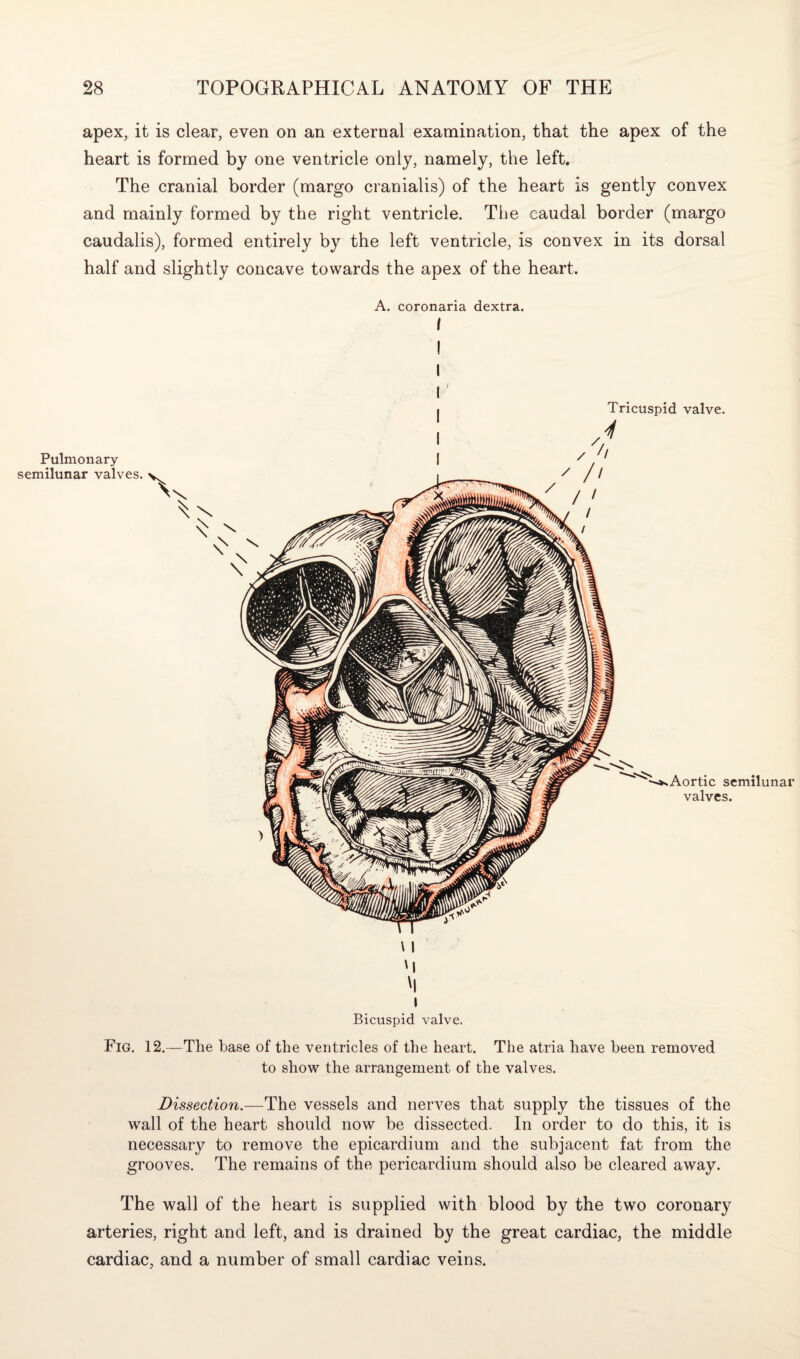 apex, it is clear, even on an external examination, that the apex of the heart is formed by one ventricle only, namely, the left. The cranial border (margo cranialis) of the heart is gently convex and mainly formed by the right ventricle. The caudal border (margo caudalis), formed entirely by the left ventricle, is convex in its dorsal half and slightly concave towards the apex of the heart. A. coronaria dextra. i Pulmonary semilunar valves, An Tricuspid valve. 4 Aortic semilunar valves. Fig. 12. \ I 'I 'i i Bicuspid valve. The base of the ventricles of the heart. The atria have been removed to show the arrangement of the valves. Dissection.—The vessels and nerves that supply the tissues of the wall of the heart should now be dissected. In order to do this, it is necessary to remove the epicardium and the subjacent fat from the grooves. The remains of the pericardium should also be cleared away. The wall of the heart is supplied with blood by the two coronary arteries, right and left, and is drained by the great cardiac, the middle cardiac, and a number of small cardiac veins.