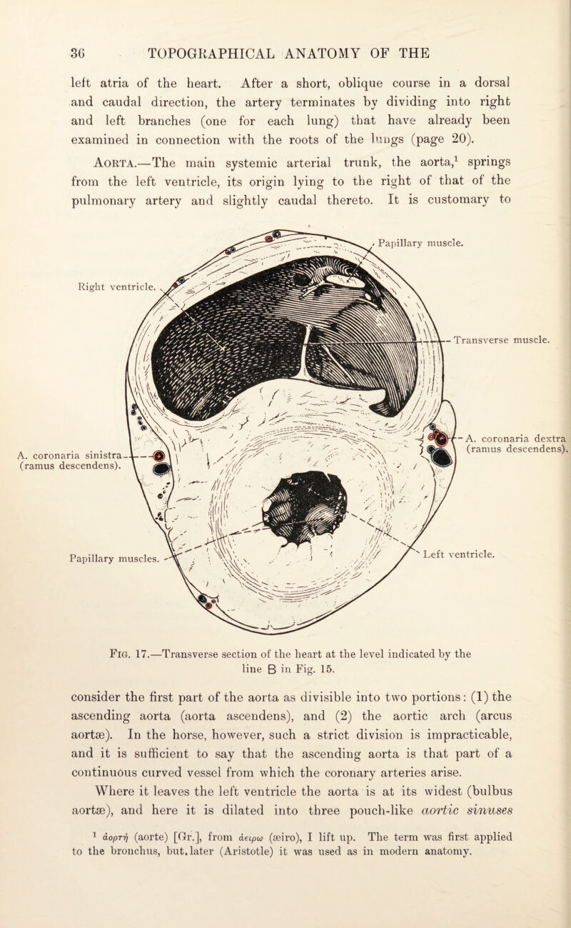 left atria of the heart. After a short, oblique course in a dorsal and caudal direction, the artery terminates by dividing into right and left branches (one for each lung) that have already been examined in connection with the roots of the lungs (page 20). Aorta.—The main systemic arterial trunk, the aorta,1 springs from the left ventricle, its origin lying to the right of that of the pulmonary artery and slightly caudal thereto. It is customary to / Papillary muscle. Right ventricle. A. coronaria sinistra- (ramus descendens). Papillary muscles. - Transverse muscle. -A. coronaria dextra (ramus descendens). Left ventricle. Fig. 17.—Transverse section of the heart at the level indicated by the line B in Fig. 15. consider the first part of the aorta as divisible into two portions: (1) the ascending aorta (aorta ascendens), and (2) the aortic arch (arcus aortse). In the horse, however, such a strict division is impracticable, and it is sufficient to say that the ascending aorta is that part of a continuous curved vessel from which the coronary arteries arise. Where it leaves the left ventricle the aorta is at its widest (bulbus aortse), and here it is dilated into three pouch-like aortic sinuses 1 dopTT] (aorte) [Gr.], from deipw (seiro), I lift up. The term was first applied to the bronchus, but. later (Aristotle) it was used as in modern anatomy.