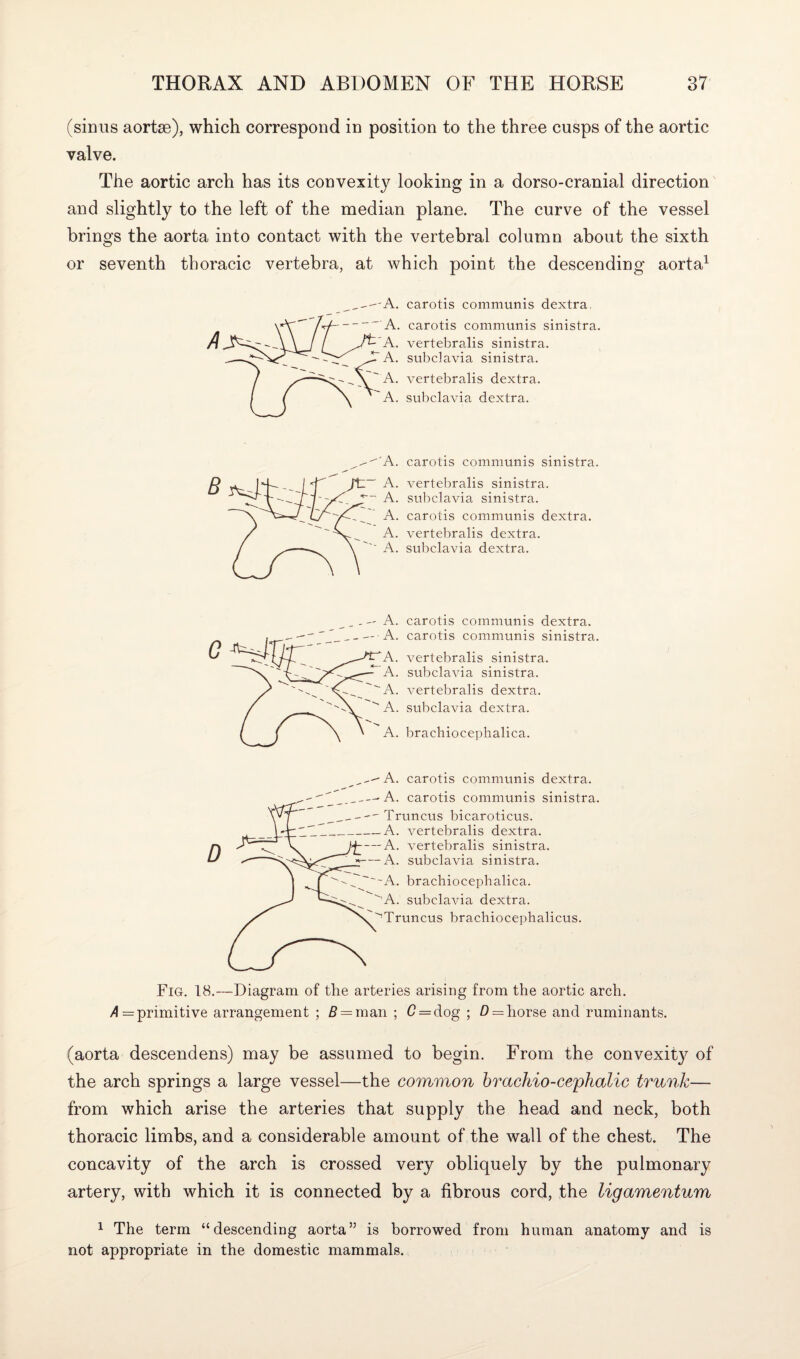 (sinus aortse), which correspond in position to the three cusps of the aortic valve. The aortic arch has its convexity looking in a dorso-cranial direction and slightly to the left of the median plane. The curve of the vessel brings the aorta into contact with the vertebral column about the sixth or seventh thoracic vertebra, at which point the descending aorta1 A. carotis communis dextra, A. carotis communis sinistra. A. vertebralis sinistra. A. subdavia sinistra. A. vertebralis dextra. A. subclavia dextra. ^'A. carotis communis sinistra. A. vertebralis sinistra. A. subclavia sinistra. A. carotis communis dextra. A. vertebralis dextra. A. subclavia dextra. carotis communis dextra. carotis communis sinistra. vertebralis sinistra, subclavia sinistra, vertebralis dextra. subclavia dextra. braehiocephalica. „-''A. carotis communis dextra. _--A. carotis communis sinistra. Truncus bicaroticus. -A. vertebralis dextra. -A. vertebralis sinistra. -A. subclavia sinistra. ~A. braehiocephalica. A. subclavia dextra. Truncus brachiocephalicus. Fig. 18.—Diagram of the arteries arising from the aortic arch. A— primitive arrangement ; B = man ; C = dog ; D = horse and ruminants. (aorta descendens) may be assumed to begin. From the convexity of the arch springs a large vessel—the common brachio-cephalic trunk— from which arise the arteries that supply the head and neck, both thoracic limbs, and a considerable amount of the wall of the chest. The concavity of the arch is crossed very obliquely by the pulmonary artery, with which it is connected by a fibrous cord, the ligamentum 1 The term “descending aorta” is borrowed from human anatomy and is not appropriate in the domestic mammals.