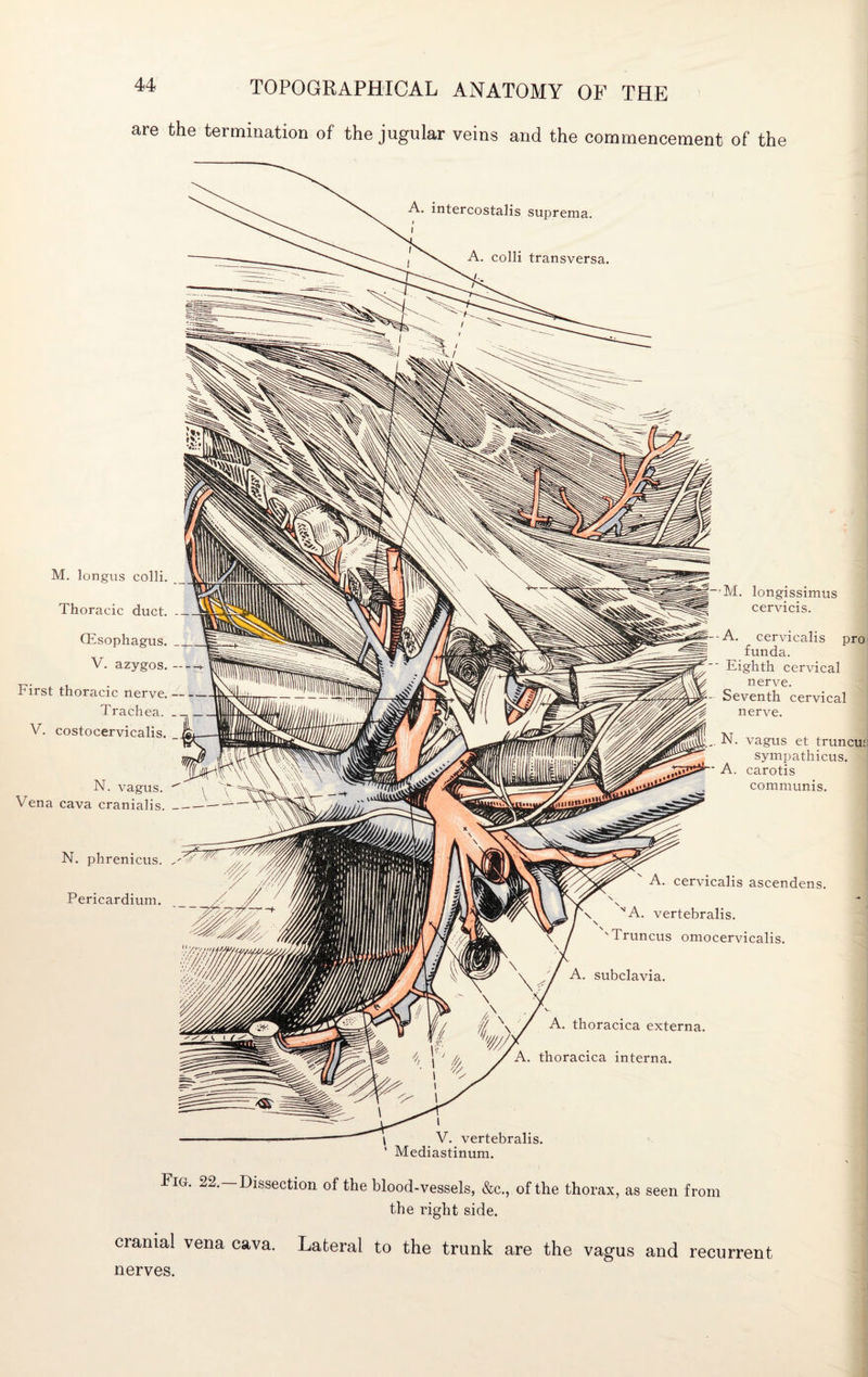 are the termination of the jugular veins and the commencement of the A. intercostalis suprema. A. colli transversa. M. longus colli. _ Thoracic duct. -- (Esophagus. V. azygos.- First thoracic nerve.- Trachea. _ V. costocervicalis. _ N. vagus. Vena cava cranialis._—— N. phrenicus. Pericardium. — M. longissimus s. cervicis. A. cervicalis pro funda. Eighth cervical nerve. Seventh cervical nerve. N. vagus et truncu: sympathicus. A. carotis communis. A. cervicalis ascendens. \ A. vertebralis. 'Truncus omocervicalis. A. subclavia. A. thoracica externa. . thoracica interna. \ V. vertebralis. Mediastinum. Fig. 22. Dissection of the blood-vessels, &c., of the thorax, as seen from the right side. crania! vena cava. Lateral to the trunk are the vagus and recurrent nerves.