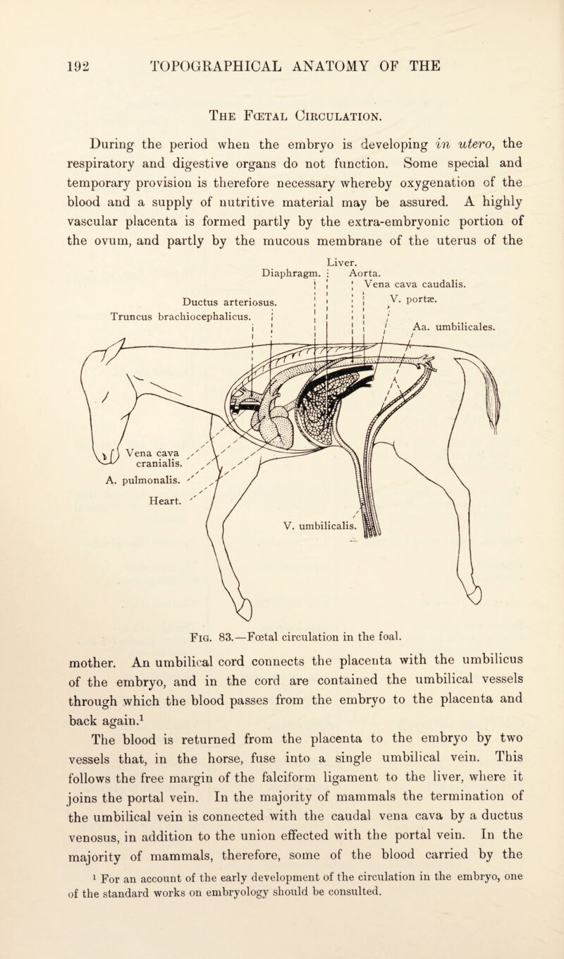 The Fcetal Circulation. During the period when the embryo is developing in utero, the respiratory and digestive organs do not function. Some special and temporary provision is therefore necessary whereby oxygenation of the blood and a supply of nutritive material may be assured. A highly vascular placenta is formed partly by the extra-embryonic portion of the ovum, and partly by the mucous membrane of the uterus of the Liver. Diaphragm, j Aorta. mother. An umbilical cord connects the placenta with the umbilicus of the embryo, and in the cord are contained the umbilical vessels through which the blood passes from the embryo to the placenta and back again.1 The blood is returned from the placenta to the embryo by two vessels that, in the horse, fuse into a single umbilical vein. This follows the free margin of the falciform ligament to the liver, where it joins the portal vein. In the majority of mammals the termination of the umbilical vein is connected with the caudal vena cava by a ductus venosus, in addition to the union effected with the portal vein. In the majority of mammals, therefore, some of the blood carried by the 1 For an account of the early development of the circulation in the embryo, one of the standard works on embryology should be consulted.