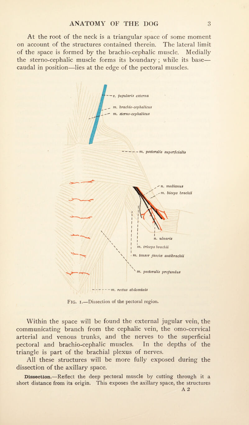 At the root of the neck is a triangular space of some moment on account of the structures contained therein. The lateral limit of the space is formed by the brachio-cephalic muscle. Medially the sterno-cephalic muscle forms its boundary; while its base— caudal in position—lies at the edge of the pectoral muscles. m. pectoralis superficialis ^ n. medianus _^m. biceps brachii n. ulnaris m. triceps brachii \ m. tensor fasciee antibrachii \ \ \ \ ^ m. pectoralis profundus -m. rectus abdominis Fig. I.—Dissection of the pectoral region. Within the space will be found the external jugular vein, the communicating branch from the cephalic vein, the omo-cervical arterial and venous trunks, and the nerves to the superficial pectoral and brachio-cephalic muscles. In the depths of the triangle is part of the brachial plexus of nerves. All these structures will be more fully exposed during the dissection of the axillary space. Dissection.—Reflect the deep pectoral muscle by cutting through it a short distance from its origin. This exposes the axillary space, the structures