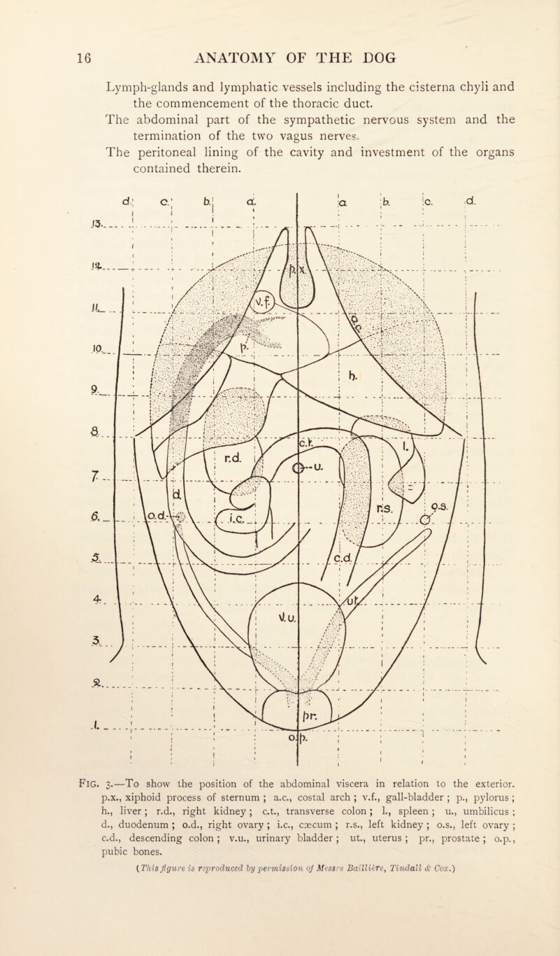 Lymph-glands and lymphatic vessels including the cisterna chyli and the commencement of the thoracic duct. The abdominal part of the sympathetic nervous system and the termination of the two vagus nerves. The peritoneal lining of the cavity and investment of the organs contained therein. Fig. 3.—To show the position of the abdominal viscera in relation to the exterior. р. x., xiphoid process of sternum ; a.c., costal arch ; v.f., gall-bladder ; p., pylorus ; h., liver; r.d., right kidney; c.t., transverse colon; 1., spleen ; u., umbilicus ; d., duodenum ; o.d., right ovary ; i.c., cmcum ; r.s., left kidney ; o.s., left ovary ; с. d., descending colon; v.u., urinary bladder; ut., uterus; pr., prostate; o.p., pubic bones. {This figure is reproduced hy permission of Messrs Bailliire, Tindall Cox.)