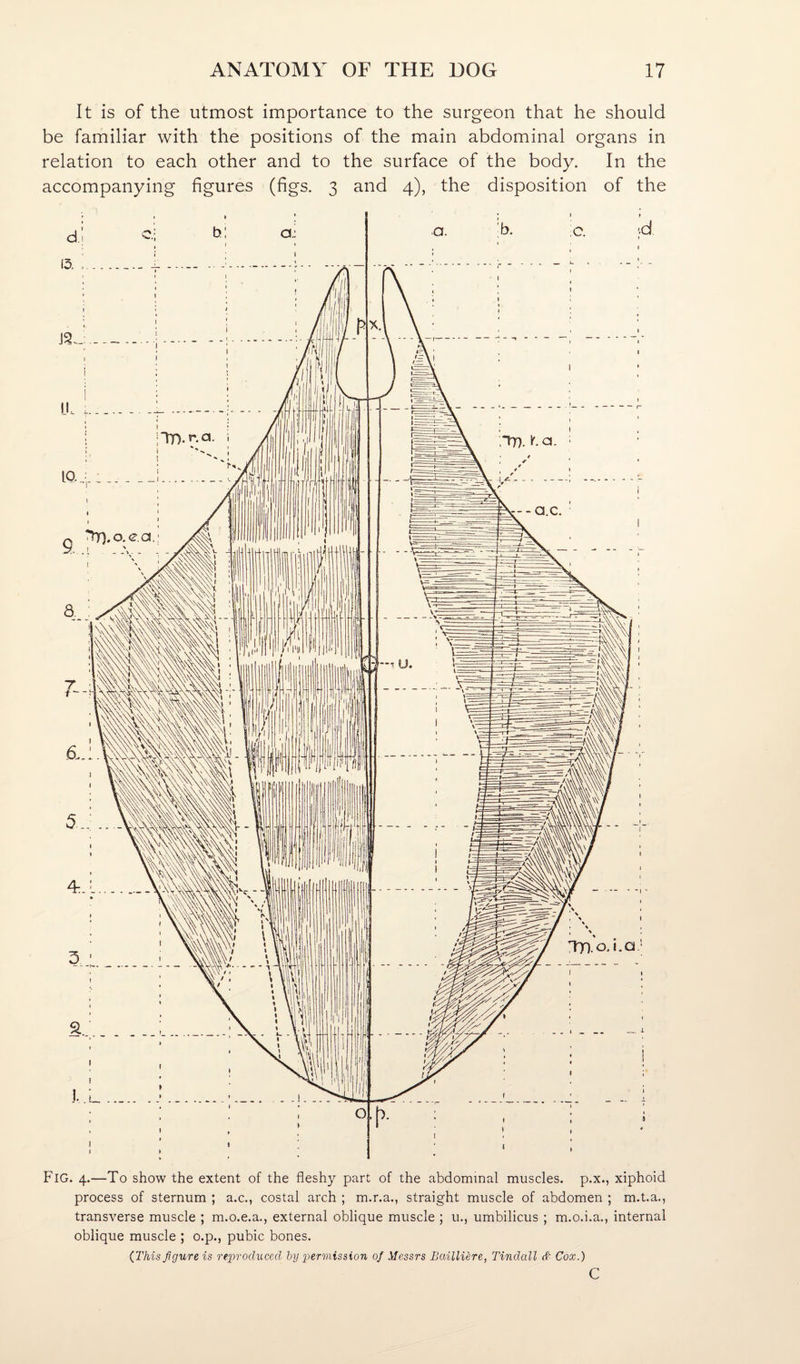 It is of the utmost importance to the surgeon that he should be familiar with the positions of the main abdominal organs in relation to each other and to the surface of the body. In the accompanying figures (figs. 3 and 4), the disposition of the Fig. 4.—To show the extent of the fleshy part of the abdominal muscles, p.x., xiphoid process of sternum ; a.c., costal arch ; m.r.a., straight muscle of abdomen ; m.t.a., transverse muscle ; m.o.e.a., external oblique muscle ; u., umbilicus ; m.o.i.a., internal oblique muscle ; o.p., pubic bones. {This figure is reproduced hy permission of Messrs Bailliere, Tindall d Cox.) c