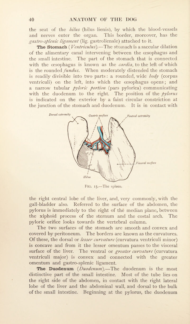 the seat of the Jiihis (hilus lienis), by which the blood-vessels and nerves enter the organ. This border, moreover, has the gastro-splenic ligament (lig. gastrolienale) attached to it. The Stomach ( Ventriculus).—The stomach is a saccular dilation of the alimentary canal intervening between the oesophagus and the small intestine. The part of the stomach that is connected with the oesophagus is known as the cardia^ to the left of which is the rounded fundus. When moderately distended the stomach is readily divisible into two parts : a rounded, wide body (corpus ventriculi) on the left, into which the oesophagus opens; and a narrow tubular pyloric portion (pars pylorica) communicating with the duodenum to the right. The position of the pylorus is indicated on the exterior by a faint circular constriction at the junction of the stomach and duodenum. It is in contact with the right central lobe of the liver, and, very commonly, with the gall-bladder also. Referred to the surface of the abdomen, the pylorus is immediately to the right of the median plane, between the xiphoid process of the sternum and the costal arch. The pyloric orifice looks towards the vertebral column. The two surfaces of the stomach are smooth and convex and covered by peritoneum. The borders are known as the curvatures. Of these, the dorsal or lesser curvature (curvatura ventriculi minor) is concave and from it the lesser omentum passes to the visceral surface of the liver. The ventral or greater curvature (curvatura ventriculi major) is convex and connected with the greater omentum and gastro-splenic ligament. The Duodenum (Duodenum).—The duodenum is the most di.stinctive part of the small intestine. Most of the tube lies on the right side of the abdomen, in contact with the right lateral lobe of the liver and the abdominal wall, and dorsal to the bulk of the small intestine. Beginning at the pylorus, the duodenum