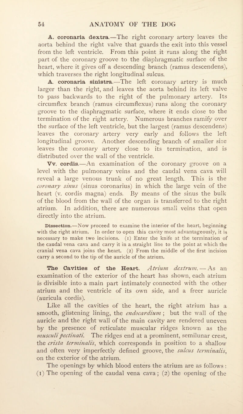 A. coronaria dextra.—The right coronary artery leaves the aorta behind the right valve that guards the exit into this vessel from the left ventricle. From this point it runs along the right part of the coronary groove to the diaphragmatic surface of the heart, where it gives off a descending branch (ramus descendens), which traverses the right longitudinal sulcus. A. coronaria sinistra.—The left coronary artery is much larger than the right, and leaves the aorta behind its left valve to pass backwards to the right of the pulmonary artery. Its circumflex branch (ramus circumflexus) runs along the coronary groove to the diaphragmatic surface, where it ends close to the termination of the right artery. Numerous branches ramify over the surface of the left ventricle, but the largest (ramus descendens) leaves the coronary artery very early and follows the left longitudinal groove. Another descending branch of smaller size leaves the coronary artery close to its termination, and is distributed over the wall of the ventricle. Vv. cordis.—An examination of the coronary groove on a level with the pulmonary veins and the caudal vena cava will reveal a large venous trunk of no great length. This is the coronary sinus (sinus coronarius) in which the large vein of the heart (v. cordis magna) ends. By means of the sinus the bulk of the blood from the wall of the organ is transferred to the right atrium. In addition, there are numerous small veins that open directly into the atrium. Dissection.—Now proceed to examine the interior of the heart, beginning with the right atrium. In order to open this cavity most advantageously, it is necessary to make two incisions, (i) Enter the knife at the termination of the caudal vena cava and carry it in a straight line to the point at which the cranial vena cava joins the heart. (2) From the middle of the first incision carry a second to the tip of the auricle of the atrium. The Cavities of the Heart. Atrium dextrum. — i\s an examination of the exterior of the heart has shown, each atrium is divisible into a main part intimately connected with the other atrium and the ventricle of its own side, and a freer auricle (auricula cordis). Like all the cavities of the heart, the right atrium has a smooth, glistening lining, the endocardium ; but the wall of the auricle and the right wall of the main cavity are rendered uneven by the presence of reticulate muscular ridges known as the musculipectinati. The ridges end at a prominent, semilunar crest, the crista terminalis, which corresponds in position to a shallow and often very imperfectly defined groove, the sulcus terminalis, on the exterior of the atrium. The openings by which blood enters the atrium are as follows : (i) The opening of the caudal vena cava ; (2) the opening of the