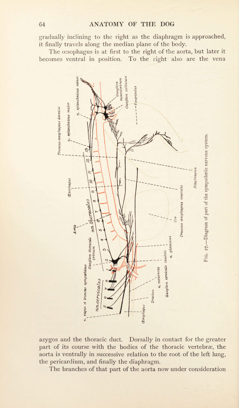 gradually inclining to the right as the diaphragm is approached, it finally travels along the median plane of the body. The oesophagus is at first to the right of the aorta, but later it becomes ventral in position. To the right also are the vena azygos and the thoracic duct. Dorsally in contact for the greater part of its course with the bodies of the thoracic vertebrae, the aorta is ventrally in successive relation to the root of the left lung, the pericardium, and finally the diaphragm. The branches of that part of the aorta now under consideration