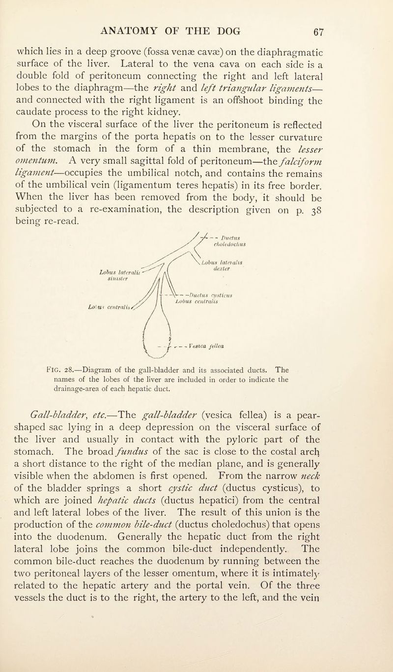 which lies in a deep groove (fossa venae cavie) on the diaphragmatic surface of the liver. Lateral to the vena cava on each side is a double fold of peritoneum connecting the right and left lateral lobes to the diaphragm—the right and left triangular ligaments— and connected with the right ligament is an offshoot binding the caudate process to the right kidney. On the visceral surface of the liver the peritoneum is reflected from the margins of the porta hepatis on to the lesser curvature of the stomach in the form of a thin membrane, the lesser ornefitum. A very small sagittal fold of peritoneum—the falciform ligament—occupies the umbilical notch, and contains the remains of the umbilical vein (ligamentum teres hepatis) in its free border. When the liver has been removed from the body, it should be subjected to a re-examination, the description given on p. 38 being re-read. P’lG. 28.—Diagram of the gall-bladder and its associated ducts. The names of the lobes of the liver are included in order to indicate the drainage-area of each hepatic duct. Gall-hladder^ etc,—The gall-bladder (vesica fellea) is a pear- shaped sac lying in a deep depression on the visceral surface of the liver and usually in contact with the pyloric part of the stomach. The broad fundus of the sac is close to the costal arch a short distance to the right of the median plane, and is generally visible when the abdomen is first opened. From the narrow neck of the bladder springs a short cystic duct (ductus cysticus), to which are joined hepatic ducts (ductus hepatici) from the central and left lateral lobes of the liver. The result of this union is the production of the common bile-duct (ductus choledochus) that opens into the duodenum. Generally the hepatic duct from the right lateral lobe joins the common bile-duct independently. The common bile-duct reaches the duodenum by running between the two peritoneal layers of the lesser omentum, where it is intimate])^ related to the hepatic artery and the portal vein. Of the three vessels the duct is to the right, the artery to the left, and the vein