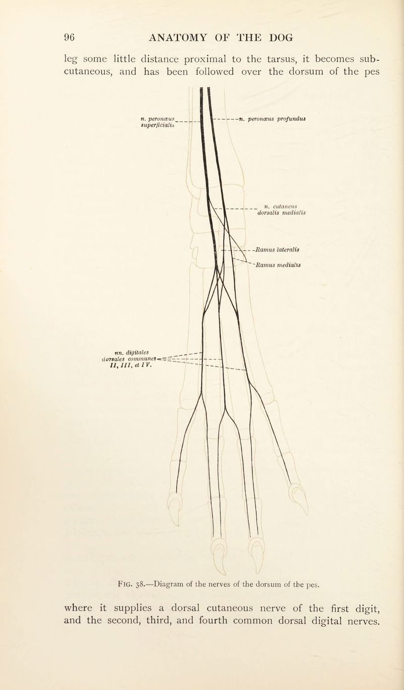 leg some little distance proximal to the tarsus, it becomes sub¬ cutaneous, and has been followed over the dorsum of the pes Fig. 38.—Diagram of the nerves of the dorsum of the pes. where it supplies a dorsal cutaneous nerve of the first digit, and the second, third, and fourth common dorsal digital nerves.