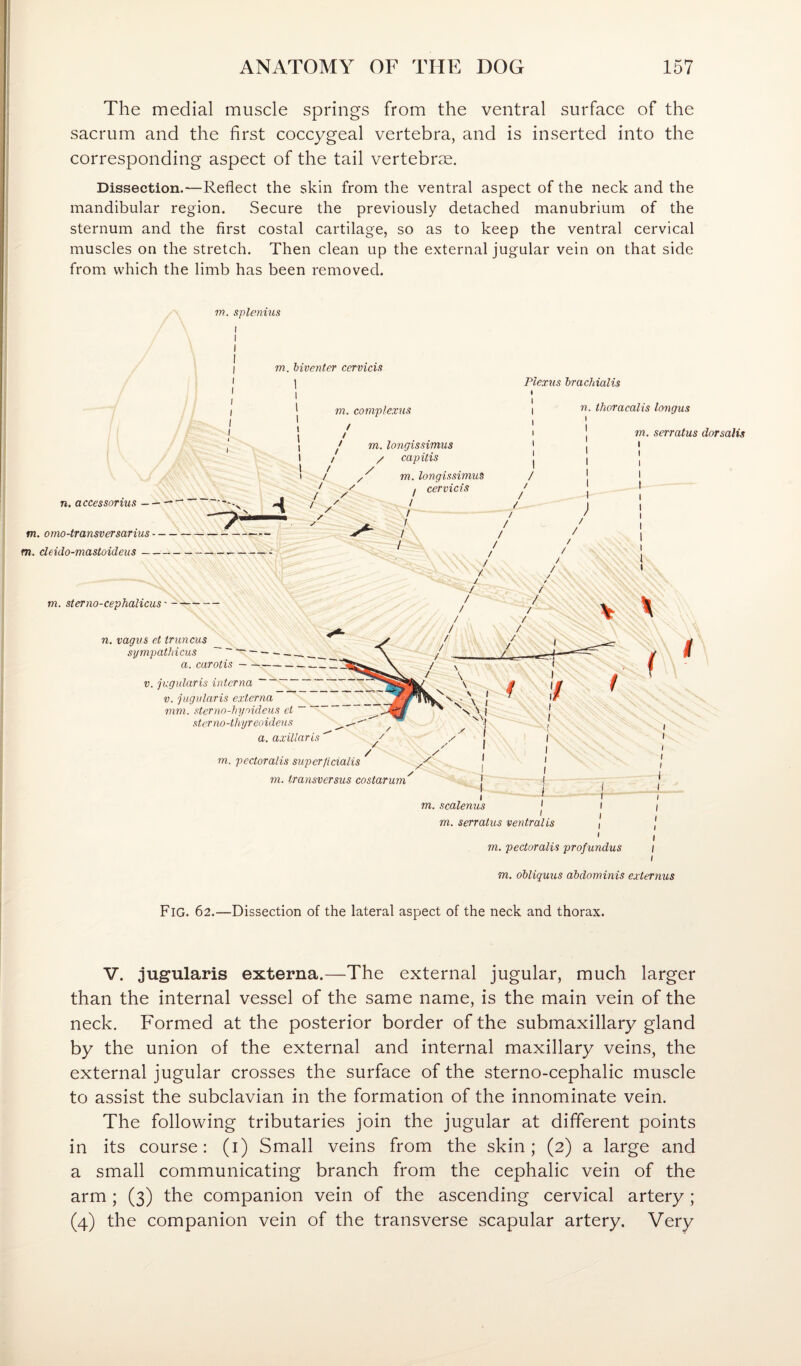 The medial muscle springs from the ventral surface of the sacrum and the first coccygeal vertebra, and is inserted into the corresponding aspect of the tail vertebrse. Dissection.—Reflect the skin from the ventral aspect of the neck and the mandibular region. Secure the previously detached manubrium of the sternum and the first costal cartilage, so as to keep the ventral cervical muscles on the stretch. Then clean up the external jugular vein on that side from which the limb has been removed. m. splenitis 1 m. biventer ccrvicis Plexus hrachialis m. complexus n. accessorius-- - — m. omo-transversarius-— - m. deido-mastoideus---- m. longissimus / capitis m. longissimus I cervicis / n. thoracal is longus m. serratus dorsalis m. sterno-cephalicus'- n. vagus ct truncus sympathicus ~ ■ a. carotis — V. jugularis interna V. jugularis externa mm. sterno-hyoideus ct ~ sterno-thyreoideus a. axillaris f I m. pectoralis super/icialis m. transversus costarurn'' m. scalenus m. serratus ventralis m. pectoralis profundus Fig. 62.—Dissection of the lateral aspect of the neck and thorax. V. jugularis externa.—The external jugular, much larger than the internal vessel of the same name, is the main vein of the neck. Formed at the posterior border of the submaxillary gland by the union of the external and internal maxillary veins, the external jugular crosses the surface of the sterno-cephalic muscle to assist the subclavian in the formation of the innominate vein. The following tributaries join the jugular at different points in its course: (i) Small veins from the skin; (2) a large and a small communicating branch from the cephalic vein of the arm ; (3) the companion vein of the ascending cervical artery; (4) the companion vein of the transverse scapular artery. Very