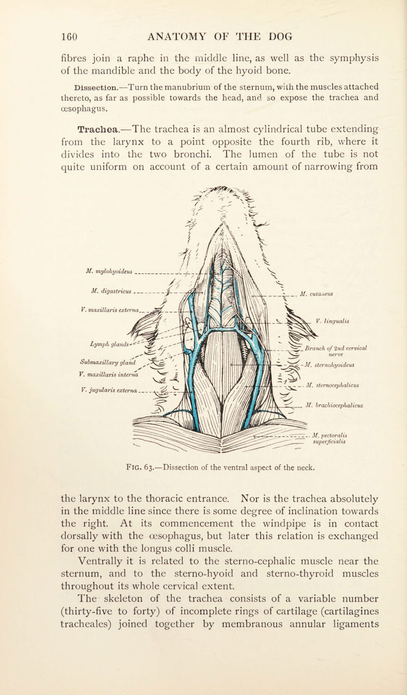 fibres join a raphe in the middle line, as well as the symphysis of the mandible and the body of the hyoid bone. Dissection.—Turn the manubrium of the sternum, with the muscles attached thereto, as far as possible towards the head, and so expose the trachea and oesophagus. Trachea.—The trachea is an almost cylindrical tube extending from the larynx to a point opposite the fourth rib, where it divides into the two bronchi. The lumen of the tube is not quite uniform on account of a certain amount of narrowing from M. viylohyoideus_ M, digastricus . V. maxillaris exter M. cuta.oeus V. lingualis Lymph glands Submaxillary gland V. maxillaris interna V. jugularis externa_Y. Branch of 2nd cervical nerve M. sternohyoideus i1/. sternoceplialicus M. brachiocephalicus M. pectoralis superjicialis Fig. 63.—Dissection of the ventral aspect of the neck. the larynx to the thoracic entrance. Nor is the trachea absolutely in the middle line since there is some degree of inclination towards the right. At its commencement the windpipe is in contact dorsally with the oesophagus, but later this relation is exchanged for one with the longus colli muscle. Ventrally it is related to the sterno-cephalic muscle near the sternum, and to the sterno-hyoid and sterno-thyroid muscles throughout its whole cervical extent. The skeleton of the trachea consists of a variable number (thirty-five to forty) of incomplete rings of cartilage (cartilagines tracheales) joined together by membranous annular ligaments