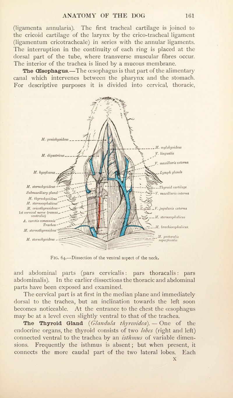 (ligamenta annularia). The first tracheal cartilage is joined to the cricoid cartilage of the larynx by the crico-tracheal ligament (ligamentum cricotracheale) in series with the annular ligaments. The interruption in the continuity of each ring is placed at the dorsal part of the tube, where transverse muscular fibres occur. The interior of the trachea is lined by a mucous membrane. The (Esophagus.—The oesophagus is that part of the alimentary canal which intervenes between the pharynx and the stomach. For descriptive purposes it is divided into cervical, thoracic, M. geniohyoideus M. digastricus M. hyoglosstis^ M. sternohyoideus— Submaxillary gland M. thyreohyoideus M. sternocephalicus M. cricothyreoideus- ls< cervical nerve {ramies ventralis) A. carotis communis' Trachea M. stcrnothyreoideies M. sternohyoideus ^ M. mylohyoideus V. lingualis V. maxillaris externa Lymph glands ■ -. Thyroid cartilage V. maxillaris interna V. jugularis externa M. sternocephalicus M. hrachiocephalicus. pectoral is superficialis Fig. 64.—Dissection of the ventral aspect of the neck. and abdominal parts (pars cervicalis: pars thoracalis: pars abdominalis). In the earlier dissections the thoracic and abdominal parts have been exposed and examined. The cervical part is at first in the median plane and immediately dorsal to the trachea, but an inclination towards the left soon becomes noticeable. At the entrance to the chest the oesophagus may be at a level even slightly ventral to that of the trachea. The Thyroid Gland {Glandula thyreoidea). — One of the endocrine organs, the thyroid consists of two lobes (right and left) connected ventral to the trachea by an isthmus of variable dimen¬ sions. Frequently the isthmus is absent; but when present, it connects the more caudal part of the two lateral lobes. Each X