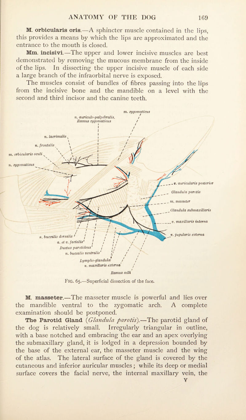 M. orbicularis oris.—A sphincter muscle contained in the lips, this provides a means by which the lips are approximated and the entrance to the mouth is closed. Mm. incisivi.—The upper and lower incisive muscles are best demonstrated by removing the mucous membrane from the inside of the lips. In dissecting the upper incisive muscle of each side a large branch of the infraorbital nerve is exposed. The muscles consist of bundles of fibres passing into the lips from the incisive bone and the mandible on a level with the second and third incisor and the canine teeth. m. zygomaticus n. auriculo-palpehralis. / Ramus zygomaticus / M. masseter.—The masseter muscle is powerful and lies over the mandible ventral to the zygomatic arch. A complete examination should be postponed. The Parotid Gland {Glandula parotis).—ThQ parotid gland of the dog is relatively small. Irregularly triangular in outline, with a base notched and embracing the ear and an apex overlying the submaxillary gland, it is lodged in a depression bounded by the base of the external ear, the masseter muscle and the wing of the atlas. The lateral surface of the gland is covered by the cutaneous and inferior auricular muscles; while its deep or medial surface covers the facial nerve, the internal maxillary vein, the Y