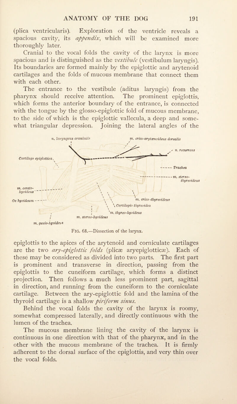 (plica ventricularis). Exploration of the ventricle reveals a spacious cavity, its appendix, which will be examined more thoroughly later. Cranial to the vocal folds the cavity of the larynx is more spacious and is distinguished as the vestibule (vestibulum laryngis). Its boundaries are formed mainly by the epiglottic and arytenoid cartilages and the folds of mucous membrane that connect them with each other. The entrance to the vestibule (aditus laryngis) from the pharynx should receive attention. The prominent epiglottis, which forms the anterior boundary of the entrance, is connected with the tongue by the glosso-epiglottic fold of mucous membrane, to the side of which is the epiglottic vallecula, a deep and some¬ what triangular depression. Joining the lateral angles of the laryngeus craniaLis m. crico-arytcenoideus dorsalis Cartilago epiglottica^ m. cerato- hyoideus' Os hyoideum- m. genio-hyoideu<t '■ n. recurrens Trachea m. sterno- thyreoideus \ » V \ \ \ \ \ \ \ \ \ Cartilagio thyreoidea \ m. sterno-hyoideus m. crico -thyreoideus hyrec 'm. thyreo-hyoideus Fig. 68.—Dissection of the larynx. epiglottis to the apices of the arytenoid and corniculate cartilages are the two ary-epiglottic folds (plicae aryepiglotticae). Each of these may be considered as divided into two parts. The first part is prominent and transverse in direction, passing from the epiglottis to the cuneiform cartilage, which forms a distinct projection. Then follows a much less prominent part, sagittal in direction, and running from the cuneiform to the corniculate cartilage. Between the ary-epiglottic fold and the lamina of the thyroid cartilage is a shallow piriform sinus. Behind the vocal folds the cavity of the larynx is roomy, somewhat compressed laterally, and directly continuous with the lumen of the trachea. The mucous membrane lining the cavity of the larynx is continuous in one direction with that of the pharynx, and in the other with the mucous membrane of the trachea. It is firmly adherent to the dorsal surface of the epiglottis, and very thin over the vocal folds.