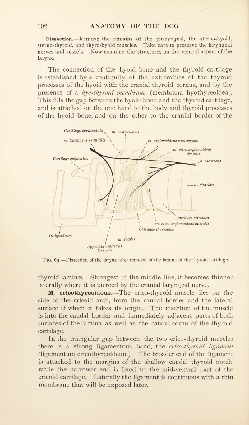 Dissection.—Remove the remains of the pharyngeal, the sterno-hyoid, sterno-thyroid, and thyro-hyoid muscles. Take care to preserve the laryngeal nerves and vessels. Now examine the structures on the ventral aspect of the larynx. The connection of the hyoid bone and the thyroid cartilage is established by a continuity of the extremities of the thyroid processes of the hyoid with the cranial thyroid cornua, and by the presence of a hyo-tJiyroid membrane (membrana hyothyreoidea). This fills the gap between the hyoid bone and the thyroid cartilage, and is attached on the one hand to the body and thyroid processes of the hyoid bone, and on the other to the cranial border of the Fig. 69.—Dissection of the larynx after removal of the lamina of the thyroid cartilage. thyroid laminae. Strongest in the middle line, it becomes thinner laterally where it is pierced by the cranial laryngeal nerve. M. cricothyreoideus.—The crico-thyroid muscle lies on the side of the cricoid arch, from the caudal border and the lateral surface of which it takes its origin. The insertion of the muscle is into the caudal border and immediately adjacent parts of both surfaces of the lamina as well as the caudal cornu of the thyroid cartilage. In the triangular gap between the two crico-thyroid muscles there is a strong ligamentous band, the crico-thyroid ligame?it (ligamentum cricothyreoideum). The broader end of the ligament is attached to the margins of the shallow caudal thyroid notch while the narrower end is fixed to the mid-ventral part of the cricoid cartilage. Laterally the ligament is continuous with a thin membrane that will be exposed later.