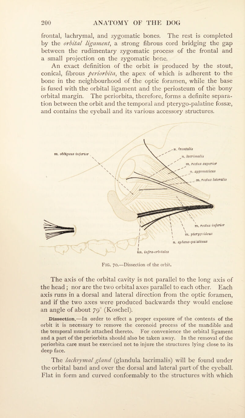 frontal, lachrymal, and zygomatic bones. The rest is completed by the orbital ligament^ a strong fibrous cord bridging the gap between the rudimentary zygomatic process of the frontal and a small projection on the zygomatic bone. An exact definition of the orbit is produced by the stout, conical, fibrous periorbita^ the apex of which is adherent to the bone in the neighbourhood of the optic foramen, while the base is fused with the orbital ligament and the periosteum of the bony orbital margin. The periorbita, therefore, forms a definite separa¬ tion between the orbit and the temporal and pterygo-palatine fossae, and contains the eyeball and its various accessory structures. m. obliquus inferior \ \ \ Fig. 70.—Dissection of the orbit. The axis of the orbital cavity is not parallel to the long axis of the head ; nor are the two orbital axes parallel to each other. Each axis runs in a dorsal and lateral direction from the optic foramen, and if the two axes were produced backwards they would enclose an angle of about 79° (Koschei). Dissection,—In order to effect a proper exposure of the contents of the orbit it is necessary to remove the coronoid process of the mandible and the temporal muscle attached thereto. For convenience the orbital ligament and a part of the periorbita should also be taken away. In the removal of the periorbita care must be exercised not to injure the structures lying close to its deep face. The lachrymal gland (glandula lacrimalis) will be found under the orbital band and over the dorsal and lateral part of the eyeball. Flat in form and curved conformably to the structures with which
