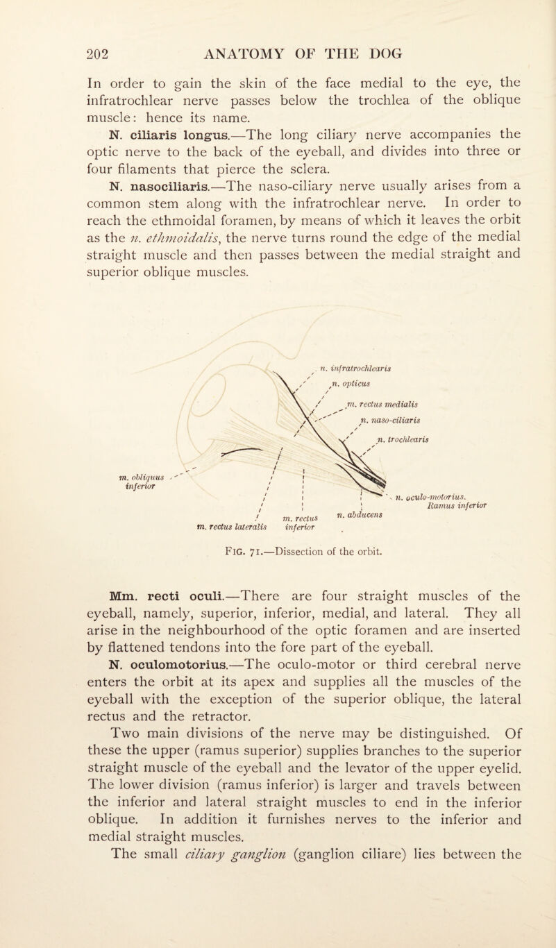 In order to gain the skin of the face medial to the eye, the infratrochlear nerve passes below the trochlea of the oblique muscle: hence its name. N. ciliaris longus.—The long ciliary nerve accompanies the optic nerve to the back of the eyeball, and divides into three or four filaments that pierce the sclera. N. nasociliaris.—The naso-ciliary nerve usually arises from a common stem along with the infratrochlear nerve. In order to reach the ethmoidal foramen, by means of which it leaves the orbit as the n. ethmoidalis, the nerve turns round the edge of the medial straight muscle and then passes between the medial straight and superior oblique muscles. TO. oUiquus inferior Fig. 71-—Dissection of the orbit. Mm. recti oculi.—There are four straight muscles of the eyeball, namely, superior, inferior, medial, and lateral. They all arise in the neighbourhood of the optic foramen and are inserted by flattened tendons into the fore part of the eyeball. N. oculomotorius.—The oculo-motor or third cerebral nerve enters the orbit at its apex and supplies all the muscles of the eyeball with the exception of the superior oblique, the lateral rectus and the retractor. Two main divisions of the nerve may be distinguished. Of these the upper (ramus superior) supplies branches to the superior straight muscle of the eyeball and the levator of the upper eyelid. The lower division (ramus inferior) is larger and travels between the inferior and lateral straight muscles to end in the inferior oblique. In addition it furnishes nerves to the inferior and medial straight muscles. The small ciliary ganglion (ganglion ciliare) lies between the
