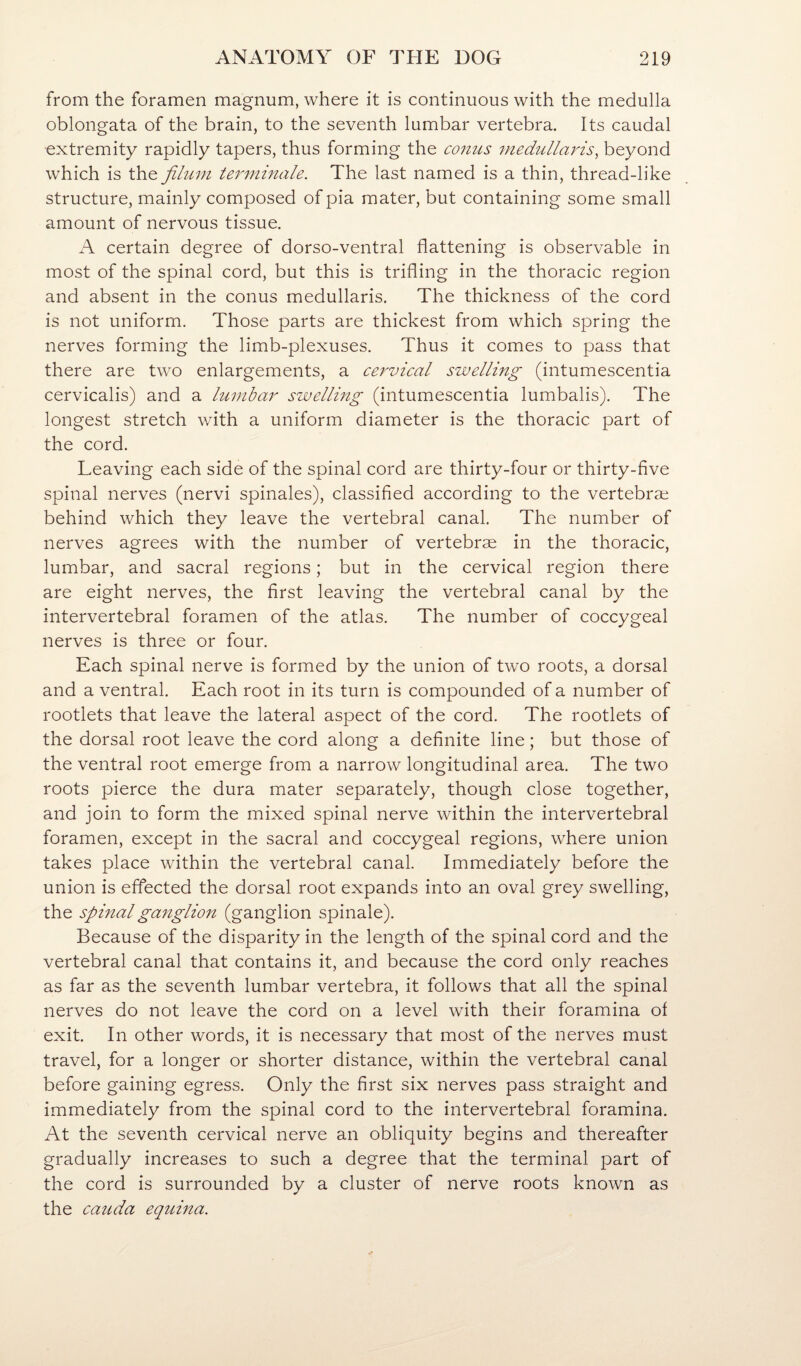 from the foramen magnum, where it is continuous with the medulla oblongata of the brain, to the seventh lumbar vertebra. Its caudal extremity rapidly tapers, thus forming the conus medullaris, beyond which is the filuni terniinale. The last named is a thin, thread-like structure, mainly composed of pia mater, but containing some small amount of nervous tissue. A certain degree of dorso-ventral flattening is observable in most of the spinal cord, but this is trifling in the thoracic region and absent in the conus medullaris. The thickness of the cord is not uniform. Those parts are thickest from which spring the nerves forming the limb-plexuses. Thus it comes to pass that there are two enlargements, a cervical swelling (intumescentia cervicalis) and a Imnbar swelling (intumescentia lumbalis). The longest stretch with a uniform diameter is the thoracic part of the cord. Leaving each side of the spinal cord are thirty-four or thirty-five spinal nerves (nervi spinales), classified according to the vertebrae behind which they leave the vertebral canal. The number of nerves agrees with the number of vertebrae in the thoracic, lumbar, and sacral regions; but in the cervical region there are eight nerves, the first leaving the vertebral canal by the intervertebral foramen of the atlas. The number of coccygeal nerves is three or four. Each spinal nerve is formed by the union of two roots, a dorsal and a ventral. Each root in its turn is compounded of a number of rootlets that leave the lateral aspect of the cord. The rootlets of the dorsal root leave the cord along a definite line; but those of the ventral root emerge from a narrow longitudinal area. The two roots pierce the dura mater separately, though close together, and join to form the mixed spinal nerve within the intervertebral foramen, except in the sacral and coccygeal regions, where union takes place within the vertebral canal. Immediately before the union is effected the dorsal root expands into an oval grey swelling, the spinal ganglion (ganglion spinale). Because of the disparity in the length of the spinal cord and the vertebral canal that contains it, and because the cord only reaches as far as the seventh lumbar vertebra, it follows that all the spinal nerves do not leave the cord on a level with their foramina of exit. In other words, it is necessary that most of the nerves must travel, for a longer or shorter distance, within the vertebral canal before gaining egress. Only the first six nerves pass straight and immediately from the spinal cord to the intervertebral foramina. At the seventh cervical nerve an obliquity begins and thereafter gradually increases to such a degree that the terminal part of the cord is surrounded by a cluster of nerve roots known as the cauda equma.