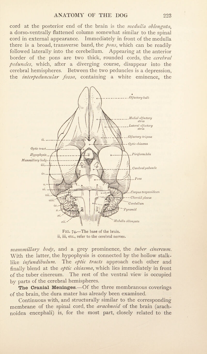 cord at the posterior end of the brain is the medulla oblongata^ a dorso-ventrally flattened column somewhat similar to the spinal cord in external appearance. Immediately in front of the medulla there is a broad, transverse band, the p07is^ which can be readily followed laterally into the cerebellum. Appearing at the anterior border of the pons are two thick, rounded cords, the cerebral ped^incles, which, after a diverging course, disappear into the cerebral hemispheres. Between the two peduncles is a depression, the interpedm^c^Llar fossa, containing a white eminence, the maimiiillary body, and a grey prominence, the tuber cinereum. With the latter, the hypophysis is connected by the hollow stalk¬ like infundibulum. The optic tracts approach each other and finally blend at the optic chiasma, which lies immediately in front of the tuber cinereum. The rest of the ventral view is occupied by parts of the cerebral hemispheres. The Cranial Meninges.—Of the three membranous coverings of the brain, the dura mater has already been examined. Continuous with, and structurally similar to the corresponding membrane of the spinal cord, the a^^achnoid of the brain (arach- noidea encephali) is, for the most part, closely related to the