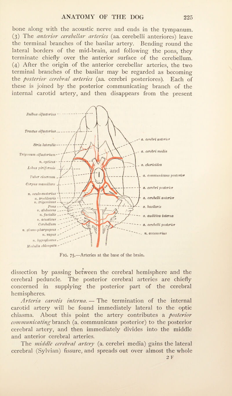 bone along with the acoustic nerve and ends in the tympanum. (3) The anterior cerebellar arteries (aa. cerebelli anteriores) leave the terminal branches of the basilar artery. Bending round the lateral borders of the mid-brain, and following the pons, they terminate chiefly over the anterior surface of the cerebellum. (4) After the origin of the anterior cerebellar arteries, the two terminal branches of the basilar may be regarded as becoming the posterior cerebral arteries (aa. cerebri posteriores). Each of these is joined by the posterior communicating branch of the internal carotid artery, and then disappears from the present BuCbus olfactoriiis - - Tractus olfactorius Stria lateralis-, Trigonum olfactorium n. opticus - -j- ~ Lotus piriformis Tuter cmereum _ / Corpus mamillare n. oculo-motorius ■ 11. trocMearis - -Vy. n. trigeminus - Pons- n. dbclucens _- n. facialis , - n. acusticus . - Ceretellum  n. glosso-pharyngeus - ' n. vagus ^ - 11. hypoglossiis Medulla oblongata -' a. cerebri anterior a. cerebri media a. chorioidea _ a. communicans posterior ' a. cerebri posterior a. cerebelli anterior a. basilar is a. auditiva interna a. cerebelli posterior n. accessorius Fig. 75-—Arteries at the base of the brain. * dissection by passing between the cerebral hemisphere and the cerebral peduncle. The posterior cerebral arteries are chiefly concerned in supplying the posterior part of the cerebral hemispheres. Arteria carotis interna. — The termination of the internal carotid artery will be found immediately lateral to the optic chiasma. About this point the artery contributes a posterior communicating hrd^nch (a. communicans posterior) to the posterior cerebral artery, and then immediately divides into the middle and anterior cerebral arteries. The middle cerebral artery (a. cerebri media) gains the lateral cerebral (Sylvian) fissure, and spreads out over almost the whole