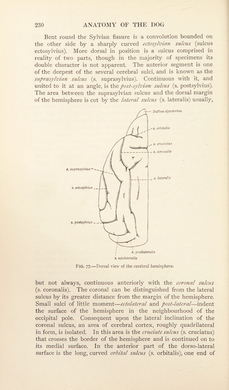 Bent round the Sylvian fissure is a convolution bounded on the other side by a sharply curved ectosylvian sulcus (sulcus ectosylvius). More dorsal in position is a sulcus comprised in reality of two parts, though in the majority of specimens its double character is not apparent. The anterior segment is one of the deepest of the several cerebral sulci, and is known as the suprasylvian sulcus (s. suprasylvius). Continuous with it, and united to it at an angle, is post-sylvian sulcus (s. postsylvius). The area between the suprasylvian sulcus and the dorsal margin of the hemisphere is cut by the lateral sulc^ls (s. lateralis) usually. but not always, continuous anteriorly with the coronal stilcus (s. coronalis). The coronal can be distinguished from the lateral sulcus by its greater distance from the margin of the hemisphere. Small sulci of little moment—ectolateral and post-lateral—indent the surface of the hemisphere in the neighbourhood of the occipital pole. Consequent upon the lateral inclination of the coronal sulcus, an area of cerebral cortex, roughly quadrilateral in form, is isolated. In this area is the cruciate sulcus (s. cruciatus) that crosses the border of the hemisphere and is continued on to its medial surface. In the anterior part of the dorso-lateral surface is the long, curved orbital sulcus (s. orbitalis), one end of