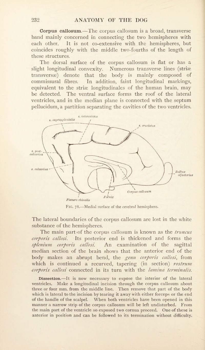 Corpus callosum.—The corpus callosum is a broad, transverse band mainly concerned in connecting the two hemispheres with each other. It is not co-extensive with the hemispheres, but coincides roughly with the middle two-fourths of the length of these structures. The dorsal surface of the corpus callosum is flat or has a slight longitudinal convexity. Numerous transverse lines (striae transversae) denote that the body is mainly composed of commissural fibres. In addition, faint longitudinal markings, equivalent to the striae longitudinales of the human brain, may be detected. The ventral surface forms the roof of the lateral ventricles, and in the median plane is connected with the septum pellucidum, a partition separating the cavities of the two ventricles. s. i/Uercalund s. supraspleiiialis / Bulhus olfactorius Fig. 78-—Medial surface of the cerebral hemisphere. The lateral boundaries of the corpus callosum are lost in the white substance of the hemispheres. The main part'of the corpus callosum is known as the tmncus corporis callosi. Its posterior end is thickened and forms the spleitiiiin corporis callosi. An examination of the sagittal median section of the brain shows that the anterior end of the body makes an abrupt bend, the gemi corporis callosi^ from which is continued a recurved, tapering (in section) rostrum corporis callosi connected in its turn with the lamina tei'minalis. Dissection.—It is now necessary to expose the interior of the lateral ventricles. Make a longitudinal incision through the corpus callosum about three or four mm. from the middle line. Then remove that part of the body which is lateral to the incision by tearing it away with either forceps or the end of the handle of the scalpel. When both ventricles have been opened in this manner a narrow strip of the corpus callosum will be left undisturbed. From the main part of the ventricle so exposed two cornua proceed. One of these is anterior in position and can be followed to its termination without difficulty.
