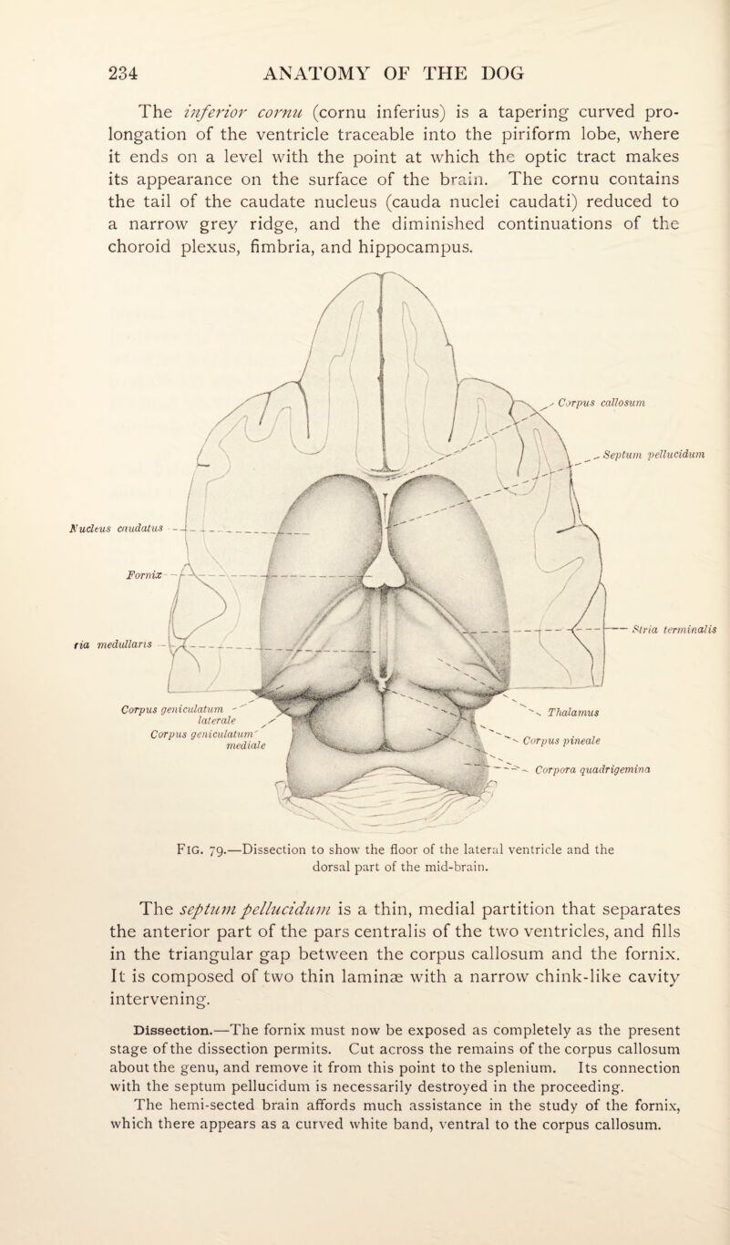 The inferior cornu (cornu inferius) is a tapering curved pro¬ longation of the ventricle traceable into the piriform lobe, where it ends on a level with the point at which the optic tract makes its appearance on the surface of the brain. The cornu contains the tail of the caudate nucleus (cauda nuclei caudati) reduced to a narrow grey ridge, and the diminished continuations of the choroid plexus, fimbria, and hippocampus. Corpus callosum fia medidlans Corpus geniculatum ' '' laterale Corpus geniculatum' mediate Stria terminalis ^ Thalamus Corpus pineale Corpora quadrigemina Fig. 79.—Dissection to show the floor of the lateral ventricle and the dorsal part of the mid-brain. Kudeus caudatus - Fornix- ^ Septum pellucidum The septum pellucidum is a thin, medial partition that separates the anterior part of the pars centralis of the two ventricles, and fills in the triangular gap between the corpus callosum and the fornix. It is composed of two thin laminae with a narrow chink-like cavity intervening. Dissection.—The fornix must now be exposed as completely as the present stage of the dissection permits. Cut across the remains of the corpus callosum about the genu, and remove it from this point to the splenium. Its connection with the septum pellucidum is necessarily destroyed in the proceeding. The hemi-sected brain affords much assistance in the study of the fornix, which there appears as a curved white band, ventral to the corpus callosum.