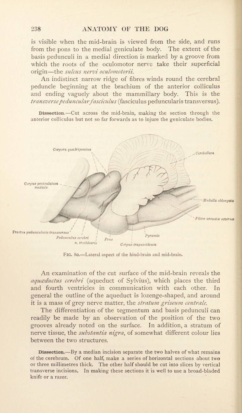 is visible when the mid-brain is viewed from the side, and runs from the pons to the medial geniculate body. The extent of the basis pedunculi in a medial direction is marked by a groove from which the roots of the oculomotor nerve take their superficial origin—the sulcus nervi oculomotorii. An indistinct narrow ridge of fibres winds round the cerebral peduncle beginning at the brachium of the anterior colliculus and ending vaguely about the mammillary body. This is the transverse peduncular fasciculus (fasciculus peduncularis transversus). Dissection.—Cut across the mid-brain, making the section through the anterior colliculus but not so far forwards as to injure the geniculate bodies. Corpora quadrigemina 'Medulla oblongata Pons ' Fibrce arcuatoe external Tractus peduncularis transversus'' , , Pedunculus cerebri j n. trochlcaris Pyramis Corpus trapezoideum . Cerebellum Corpus geniculatum mediate Fig. 8o.—Lateral aspect of the hind-brain and mid-brain. An examination of the cut surface of the mid-brain reveals the aquceductus cerebri (aqueduct of Sylvius), which places the third and fourth ventricles in communication with each other. In general the outline of the aqueduct is lozenge-shaped, and around it is a mass of grey nerve matter, the stratum griseum centrale. The differentiation of the tegmentum and basis pedunculi can readily be made by an observation of the position of the two grooves already noted on the surface. In addition, a stratum of nerve tissue, the substantia nigra^ of somewhat different colour lies between the two structures. Dissection.—By a median incision separate the two halves of what remains of the cerebrum. Of one half, make a series of horizontal sections about two or three millimetres thick. The other half should be cut into slices by vertical transverse incisions. In making these sections it is well to use a broad-bladed knife or a razor.