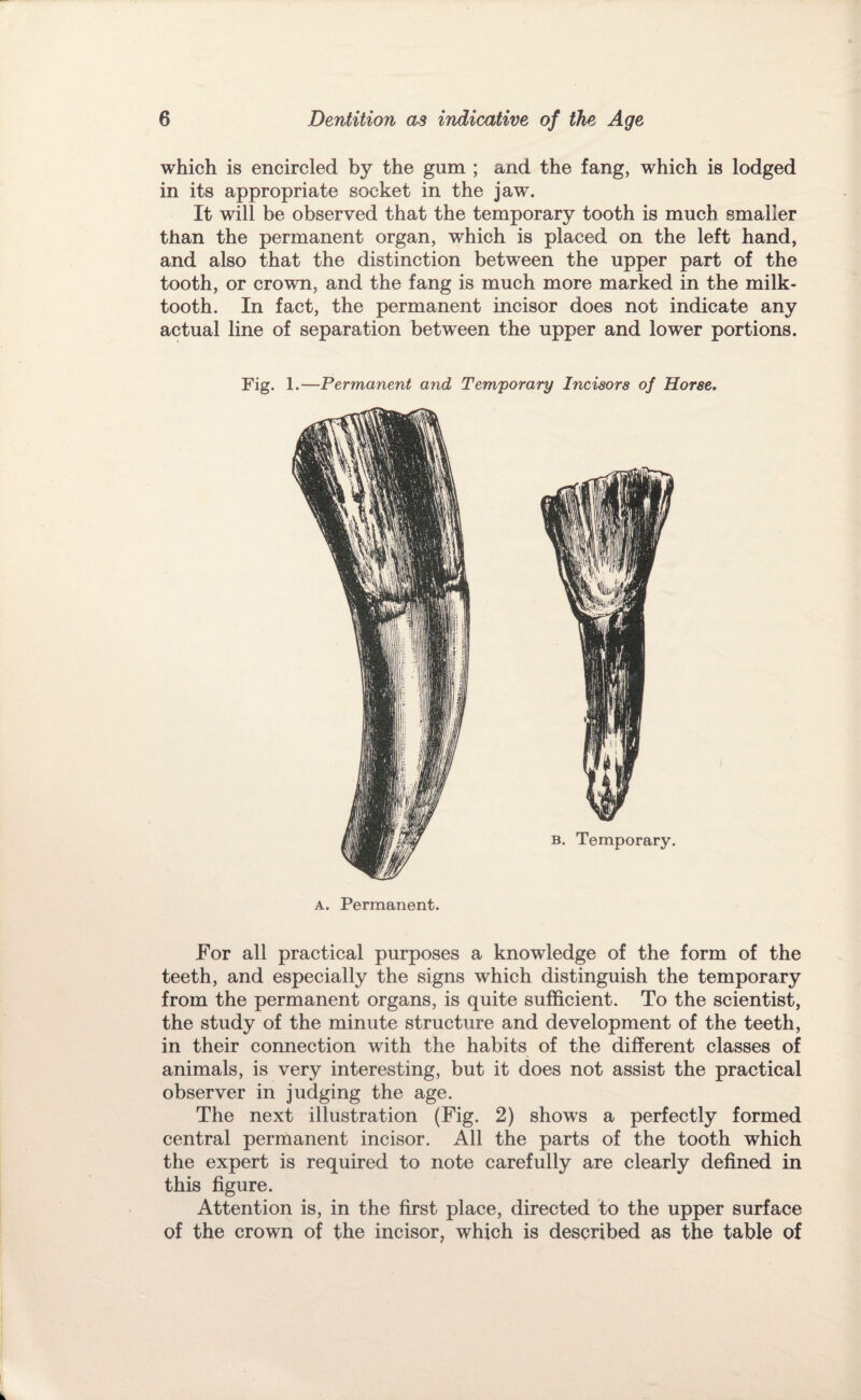 which is encircled by the gum ; and the fang, which is lodged in its appropriate socket in the jaw. It will be observed that the temporary tooth is much smaller than the permanent organ, which is placed on the left hand, and also that the distinction between the upper part of the tooth, or crown, and the fang is much more marked in the milk- tooth. In fact, the permanent incisor does not indicate any actual line of separation between the upper and lower portions. Fig. 1.—Permanent and Temporary Incisors of Horse. B. Temporary. A. Permanent. For all practical purposes a knowledge of the form of the teeth, and especially the signs which distinguish the temporary from the permanent organs, is quite sufficient. To the scientist, the study of the minute structure and development of the teeth, in their connection with the habits of the different classes of animals, is very interesting, but it does not assist the practical observer in judging the age. The next illustration (Fig. 2) shows a perfectly formed central permanent incisor. All the parts of the tooth which the expert is required to note carefully are clearly defined in this figure. Attention is, in the first place, directed to the upper surface of the crown of the incisor, which is described as the table of