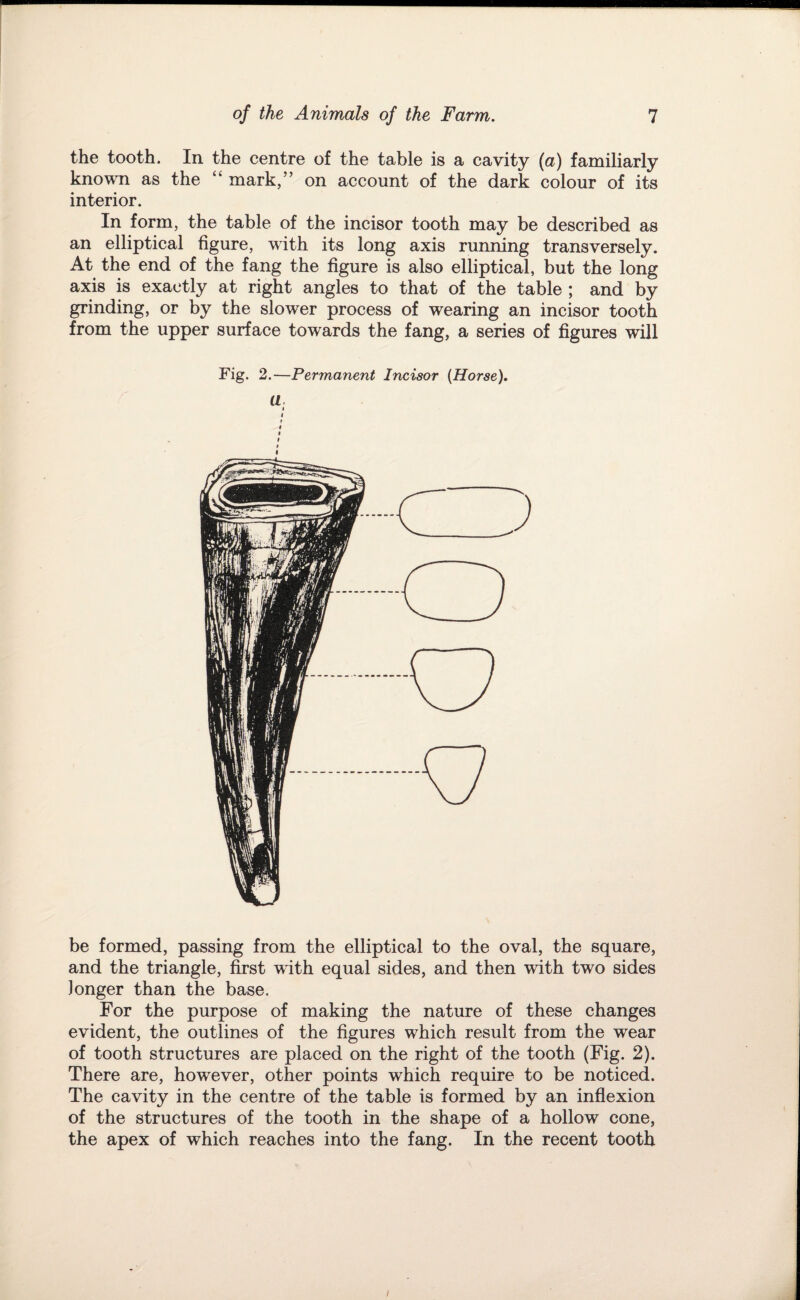 the tooth. In the centre of the table is a cavity (a) familiarly knovTi as the “ mark,” on account of the dark colour of its interior. In form, the table of the incisor tooth may be described as an elliptical figure, with its long axis running transversely. At the end of the fang the figure is also elliptical, but the long axis is exactly at right angles to that of the table ; and by grinding, or by the slower process of wearing an incisor tooth from the upper surface towards the fang, a series of figures will Fig. 2.—Permanent Incisor {Horse). a 1 be formed, passing from the elliptical to the oval, the square, and the triangle, first with equal sides, and then with two sides longer than the base. For the purpose of making the nature of these changes evident, the outlines of the figures which result from the wear of tooth structures are placed on the right of the tooth (Fig. 2). There are, however, other points which require to be noticed. The cavity in the centre of the table is formed by an inflexion of the structures of the tooth in the shape of a hollow cone, the apex of which reaches into the fang. In the recent tooth
