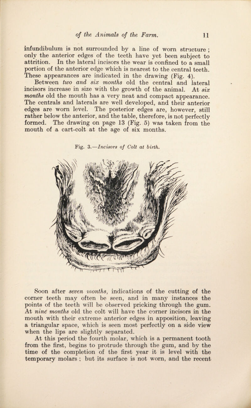 infundibulum is not surrounded by a line of worn structure ; only the anterior edges of the teeth have yet been subject to attrition. In the lateral incisors the wear is confined to a small portion of the anterior edge which is nearest to the central teeth. These appearances are indicated in the drawing (Fig. 4). Between two and six months old the central and lateral incisors increase in size with the growth of the animal. At six months old the mouth has a very neat and compact appearance. The centrals and laterals are well developed, and their anterior edges are worn level. The posterior edges are, however, still rather below the anterior, and the table, therefore, is not perfectly formed. The drawing on page 13 (Fig. 5) was taken from the mouth of a cart-colt at the age of six months. Fig. 3.—Incisors of Colt at birth. Soon after seven months, indications of the cutting of the corner teeth may often be seen, and in many instances the points of the teeth will be observed pricking through the gum. At nine months old the colt will have the corner incisors in the mouth with their extreme anterior edges in apposition, leaving a triangular space, which is seen most perfectly on a side view when the lips are slightly separated. At this period the fourth molar, which is a permanent tooth from the first, begins to protrude through the gum, and by the time of the completion of the first year it is level with the temporary molars ; but its surface is not worn, and the recent