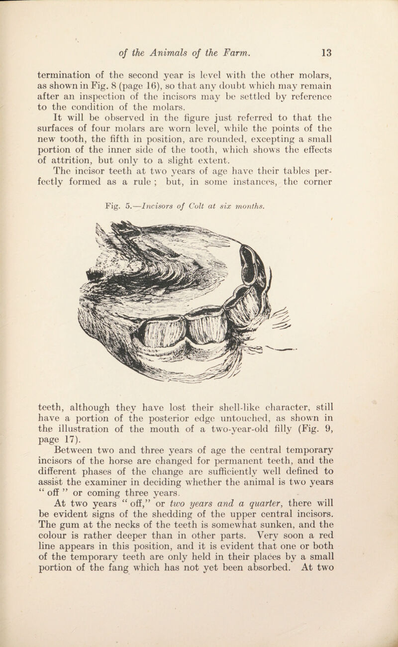 termination of the second year is level with the other molars, as shown in Fig. 8 (page 16), so that any doubt which may remain after an inspection of the incisors may be settled by reference to the condition of the molars. It will be observed in the figure just referred to that the surfaces of four molars are worn level, while the points of the new tooth, the fifth in position, are rounded, excepting a small portion of the inner side of the tooth, which shows the effects of attrition, but only to a slight extent. The incisor teeth at two years of age have their tables per¬ fectly formed as a rule ; but, in some instances, the corner Fig. 5.—Incisors of Colt at six months. teeth, although they have lost their shell-like character, still have a portion of the posterior edge untouched, as shown in the illustration of the mouth of a two-year-old filly (Fig. 9, page 17). Betw^een two and three years of age the central temporary incisors of the horse are changed for permanent teeth, and the different phases of the change are sufficiently w^ell defined to assist the examiner in deciding whether the animal is tw o years “ off ” or coming three years. At two years “ off,” or two years and a quarter, there will be evident signs of the shedding of the upper central incisors. The gum at the necks of the teeth is somew hat sunken, and the colour is rather deeper than in other parts. Very soon a red line appears in this position, and it is evident that one or both of the temporary teeth are only held in their places by a small portion of the fang w^hich has not yet been absorbed. At two