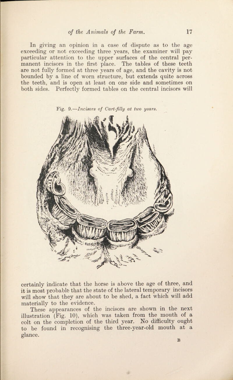 In giving an opinion in a case of dispute as to the age exceeding or not exceeding three years, the examiner will pay particular attention to the upper surfaces of the central per¬ manent incisors in the first place. The tables of these teeth are not fully formed at three years of age, and the cavity is not bounded by a line of worn structure, but extends quite across the teeth, and is open at least on one side and sometimes on both sides. Perfectly formed tables on the central incisors will certainly indicate that the horse is above the age of three, and it is most probable that the state of the lateral temporary incisors will show that they are about to be shed, a fact which will add materially to the evidence. These appearances of the incisors are shown in the next illustration (Fig. 10), which was taken from the mouth of a colt on the completion of the third year. No difficulty ought to be found in recognising the three-year-old mouth at a glance. B