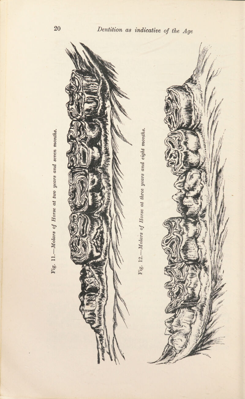 11.—Molars of Horse at tvx) years and seven months. I