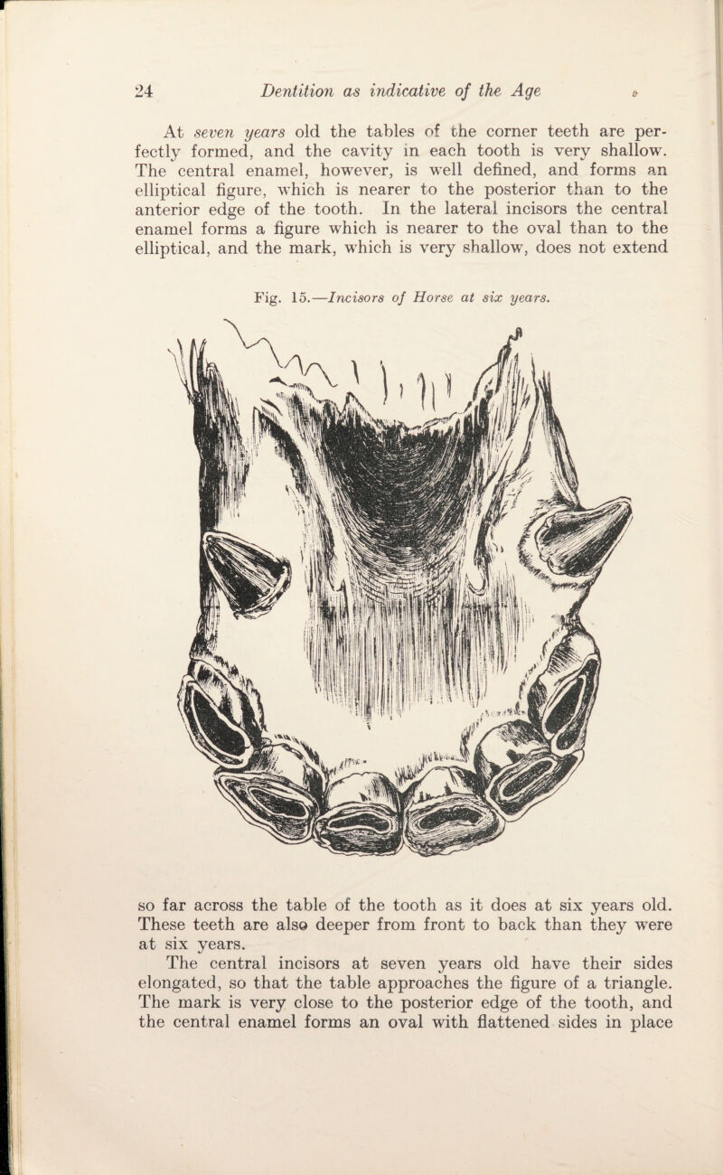 At seven years old the tables of the corner teeth are per¬ fectly formed, and the cavity in each tooth is very shallow. The central enamel, however, is well defined, and forms an elliptical figure, which is nearer to the posterior than to the anterior edge of the tooth. In the lateral incisors the central enamel forms a figure which is nearer to the oval than to the elliptical, and the mark, which is very shallow, does not extend Fig. 15.—Incisors of Horse at six years. SO far across the table of the tooth as it does at six years old. These teeth are also deeper from front to back than they were at six years. The central incisors at seven years old have their sides elongated, so that the table approaches the figure of a triangle. The mark is very close to the posterior edge of the tooth, and the central enamel forms an oval with fiattened sides in place
