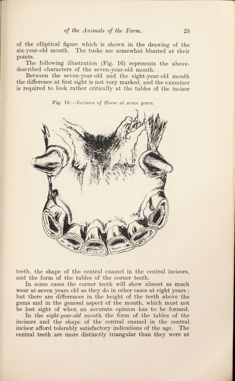 of the elliptical figure which is shown in the drawing of the six-year-old mouth. The tusks are somewhat blunted at their points. The following illustration (Fig. 16) represents the above- described characters of the seven-year-old mouth. Between the seven-year-old and the eight-year-old mouth the difference at first sight is not very marked, and the examiner is required to look rather critically at the tables of the incisor Fig. 16.—Incisors of Horse at seven years. teeth, the shape of the central enamel in the central incisors, and the form of the tables of the corner teeth. In some cases the corner teeth will show almost as much wear at seven years old as they do in other cases at eight years ; but there are differences in the height of the teeth above the gums and in the general aspect of the mouth, which must not be lost sight of when an accurate opinion has to be formed. In the eight-year-old mouth the form of the tables of the incisors and the shape of the central enamel in the central incisor afford tolerably satisfactory indications of the age. The central teeth are more distinctly triangular than they were at